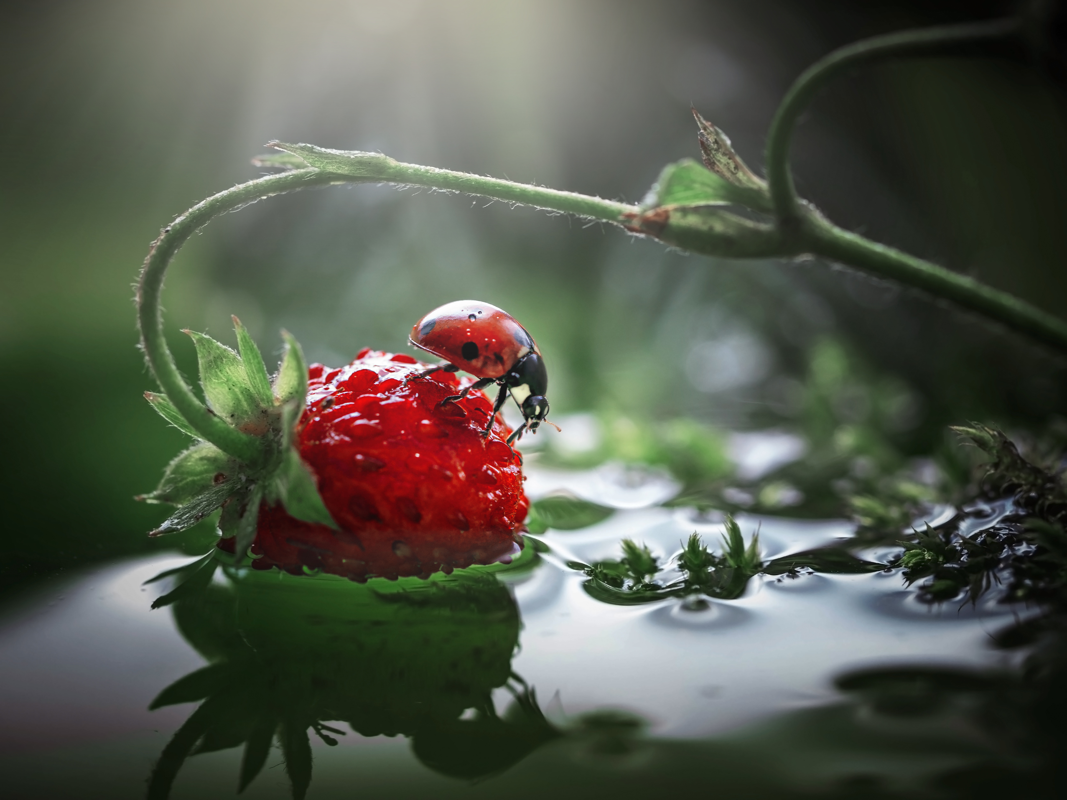 , Лапшина Владлена