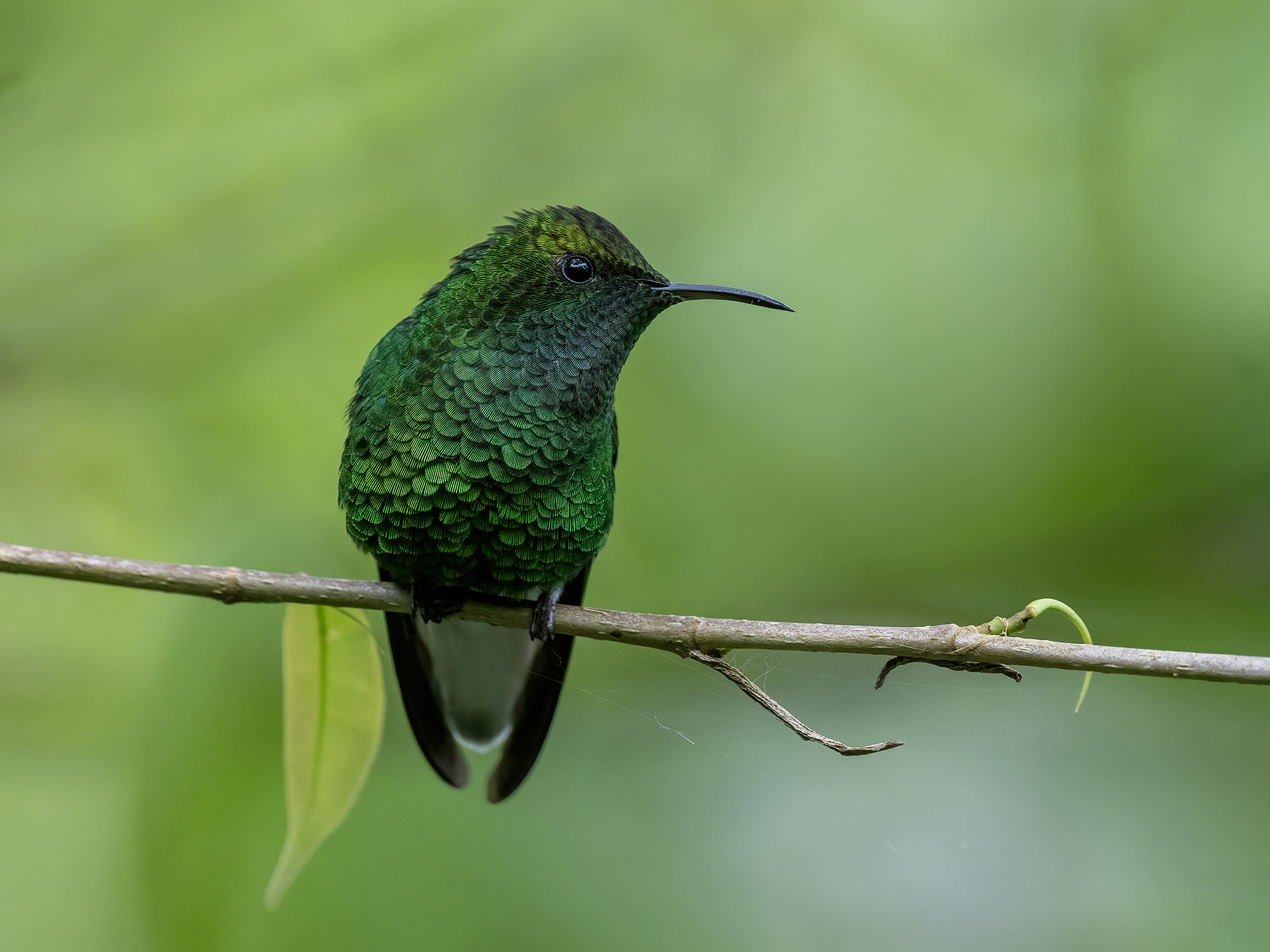 , Fernando Burgalin Sequeira