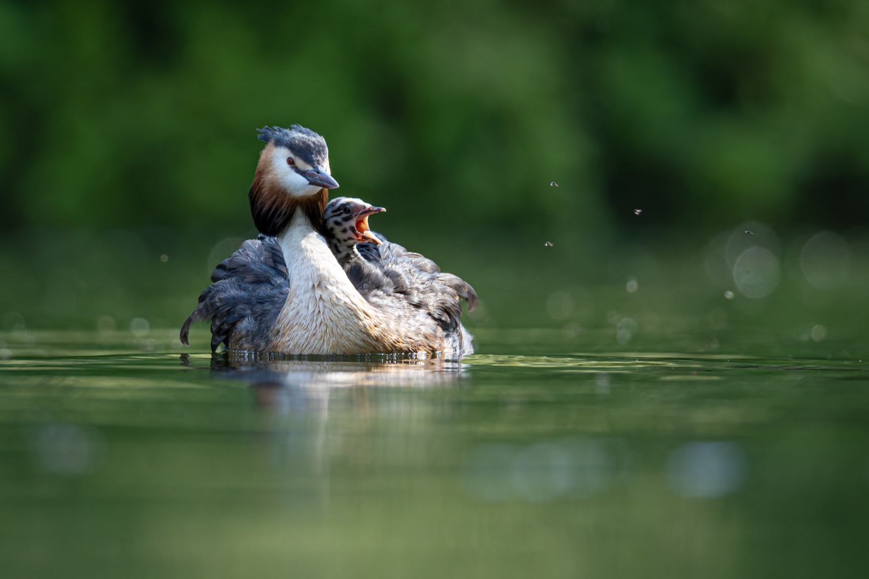 чомга, птенцы, птицы, поганка, большая поганка, Руслан Pl
