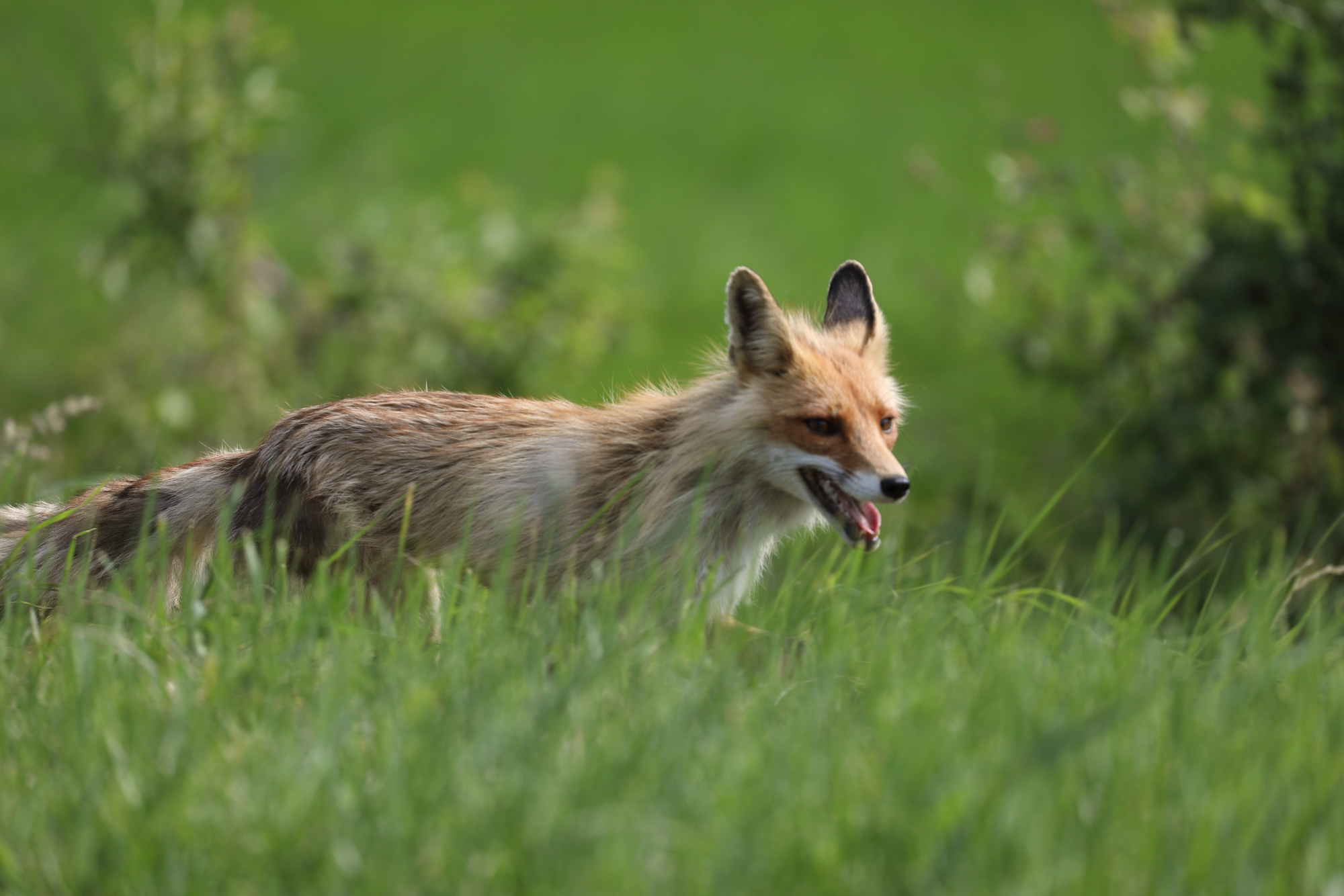 природа, средняя полоса, россия июнь, фауна, млекопитающие, звери, лиса, лисица, анималистика, Владимир Шебаршенко