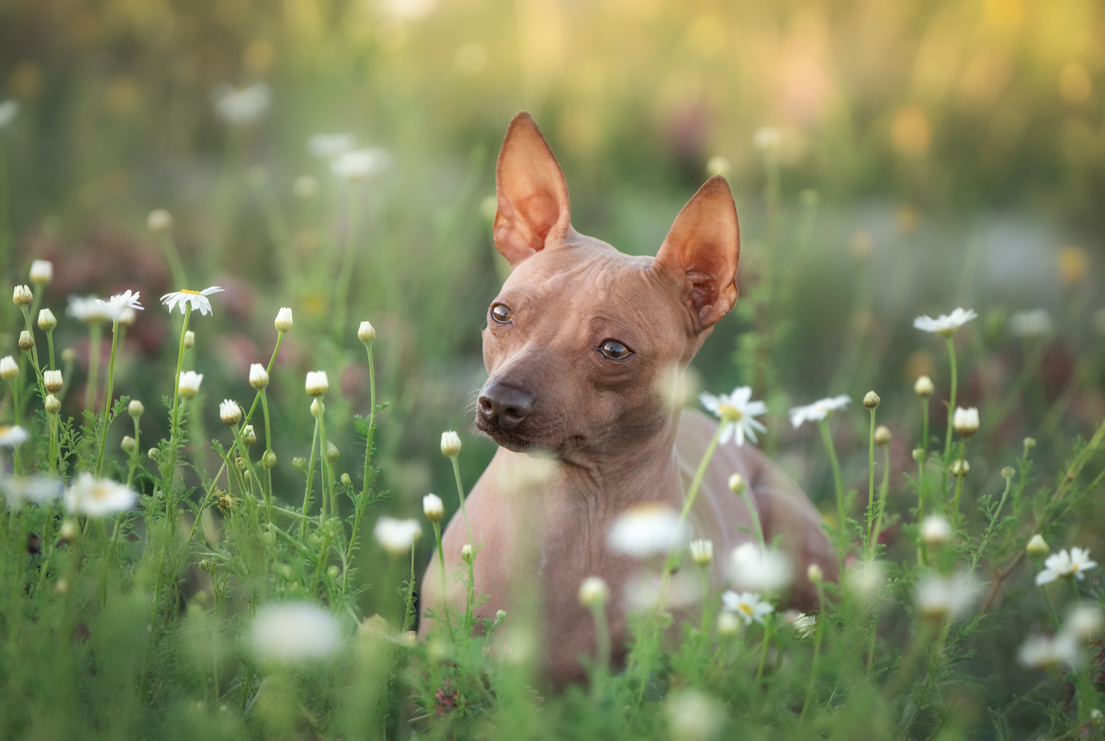 , Андрианова Ирина