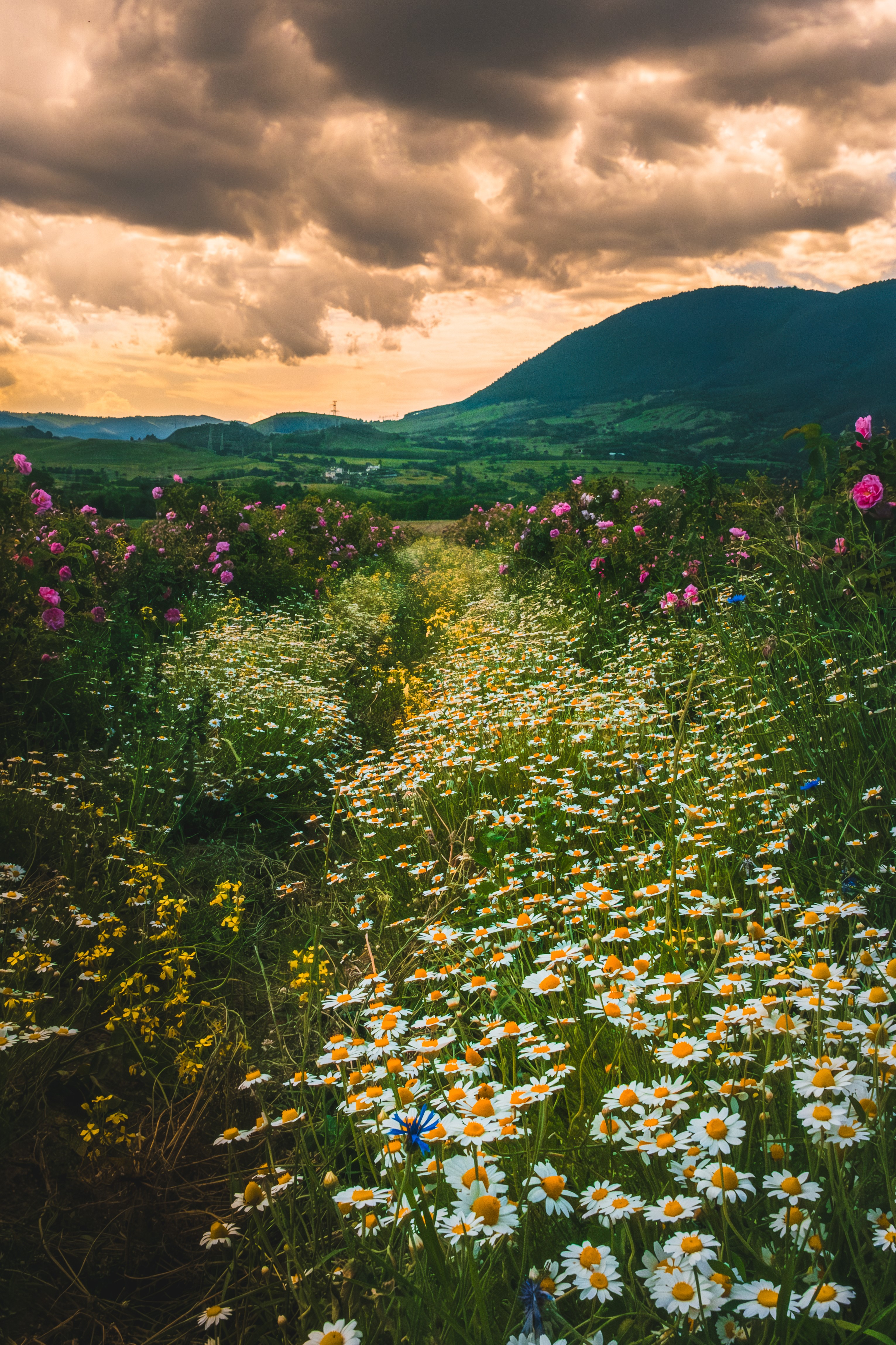 , Николов Андриян