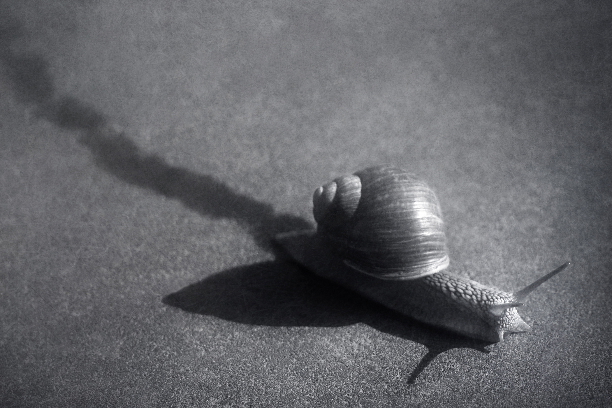 чб, улитка, Сергей Кот