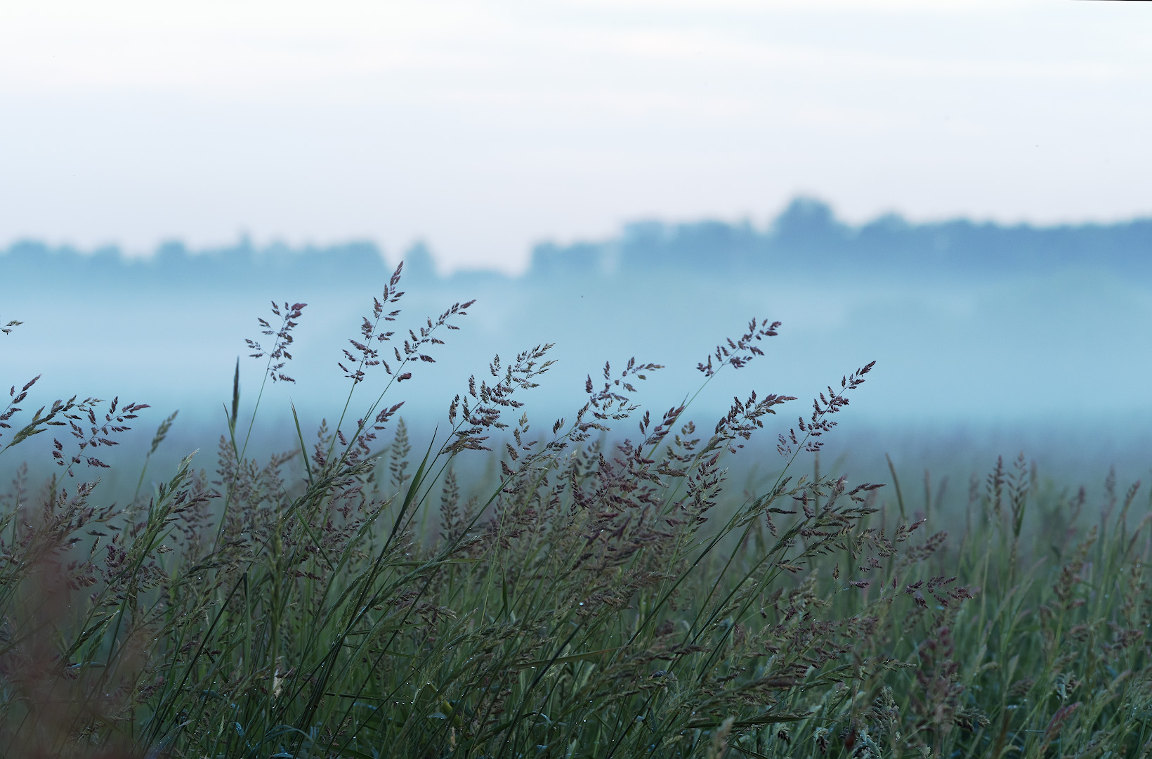 поле.вечер.туман, Александр Смолкин