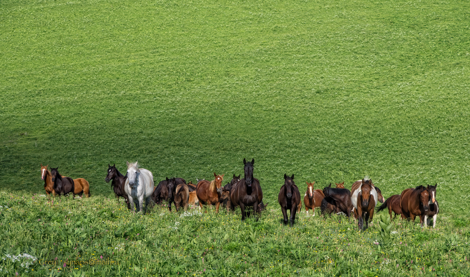 луга кони трава Лагонаки, Сергей Павлов