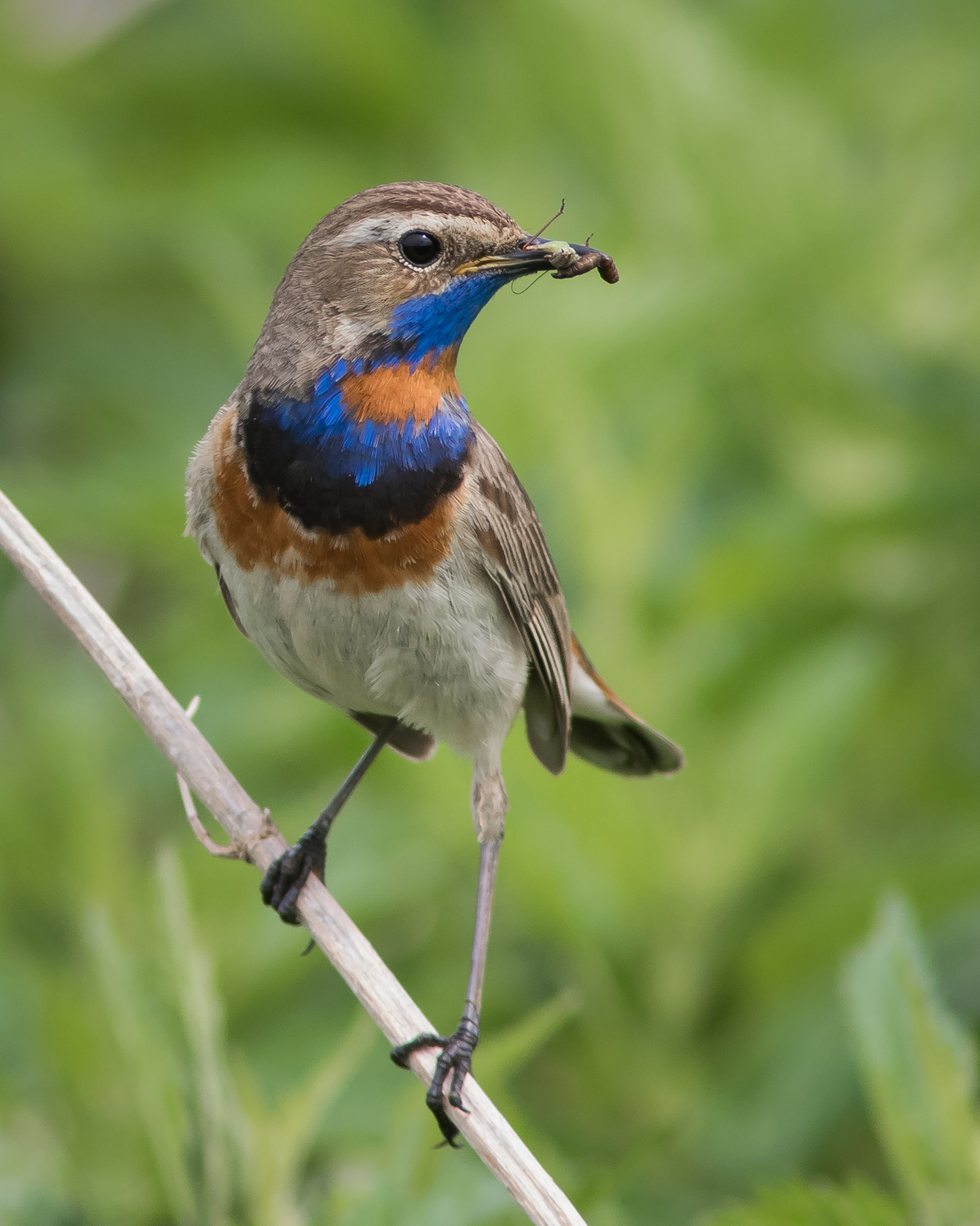 варакушка, Суслов Дмитрий