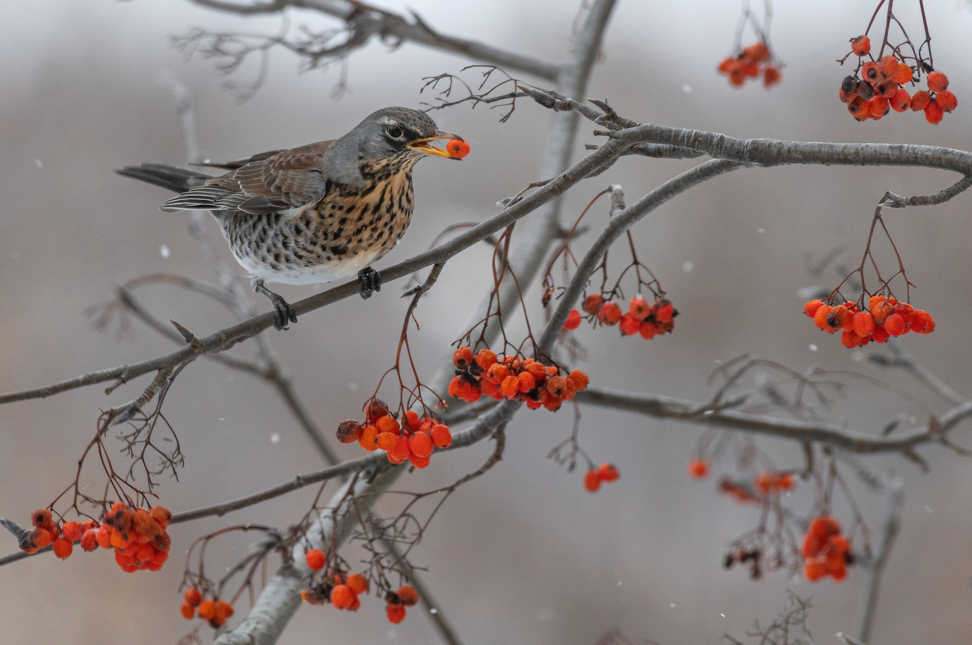зима, птицы, дрозд, рябина, Сигушин Руслан