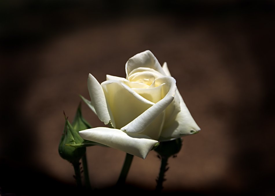 белая роза, Maria V. Gorskaya
