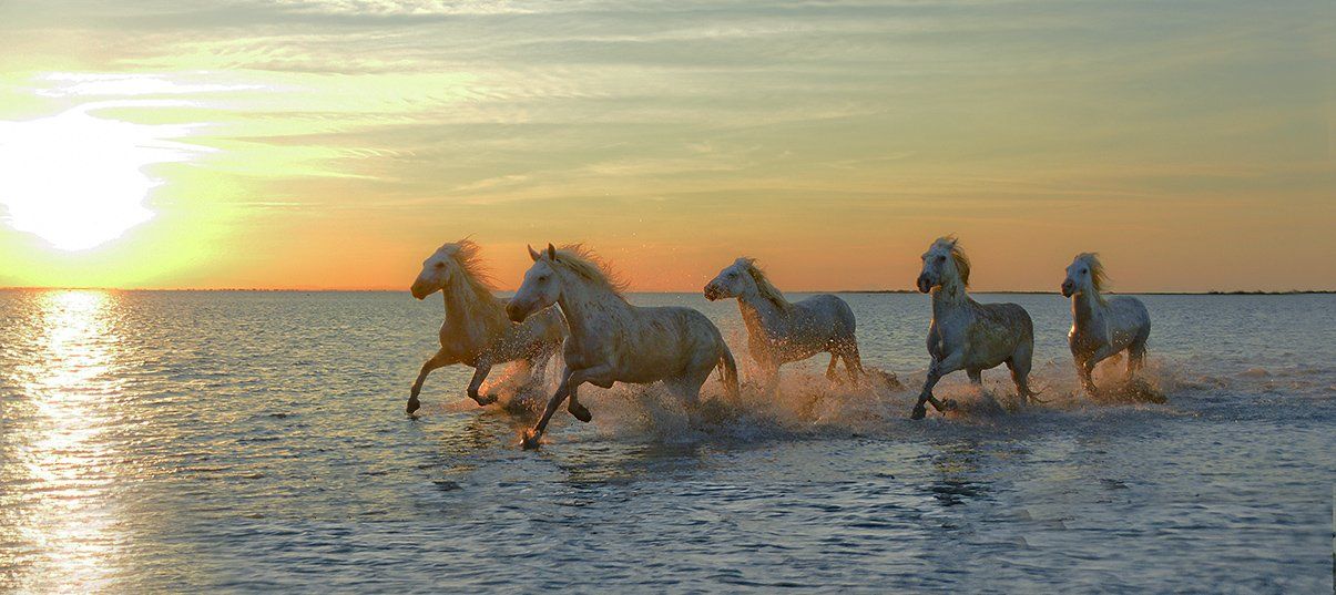утро море вода кони табун брызги галоп солнце синь восход красота, Виталий Архипов