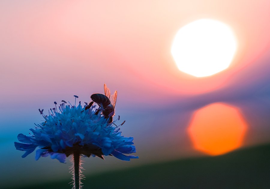 Природа, макросъемка, макросъемка насекоиых, пчела, цветы, закат, Александр Кожухов