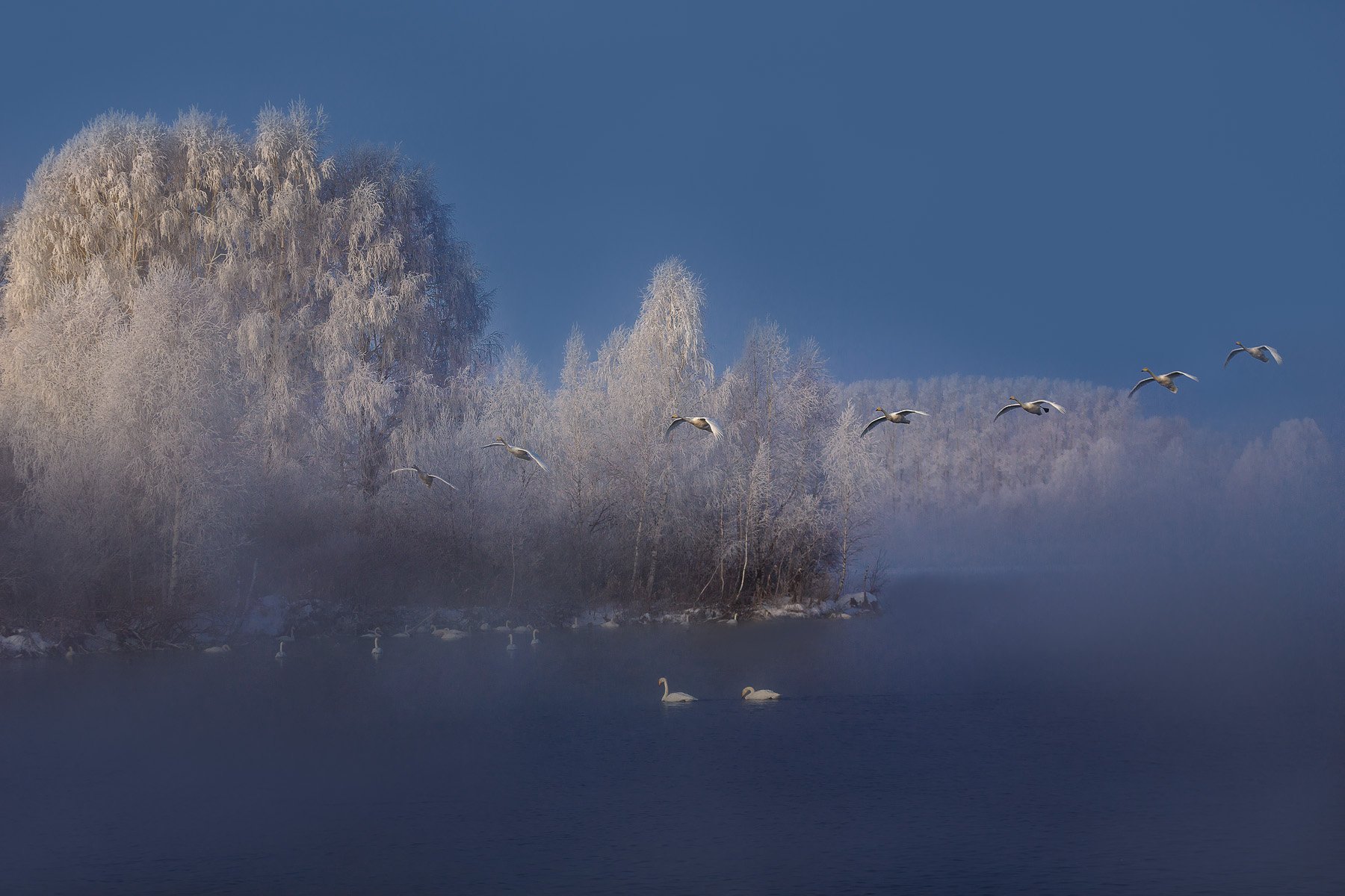 алтай, зима, лебеди, пейзаж, природа, туман, утро, Дмитрий Купрацевич