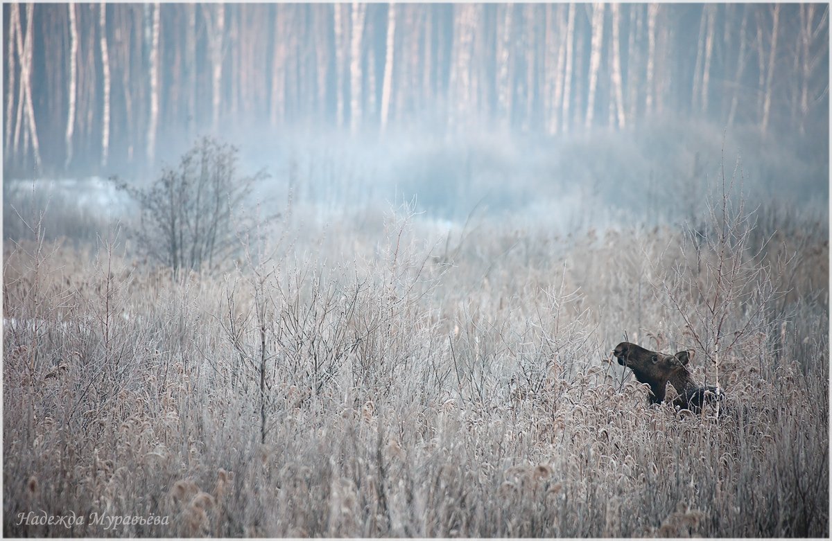 Alces alces, Лось, Надежда Муравьёва