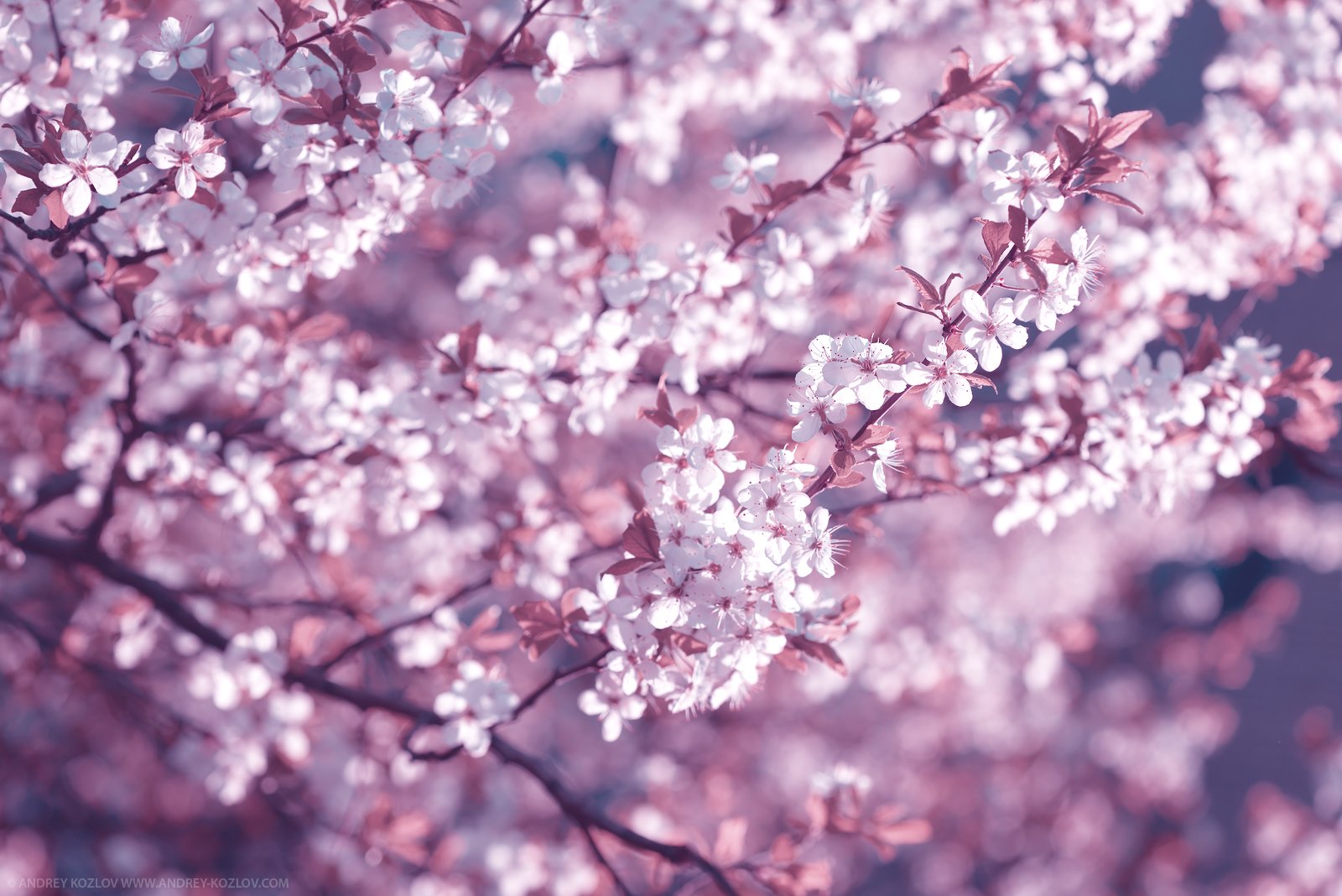 Blossom, Cherry, Flowers, Sakura, Spring, Tree, Андрей Козлов