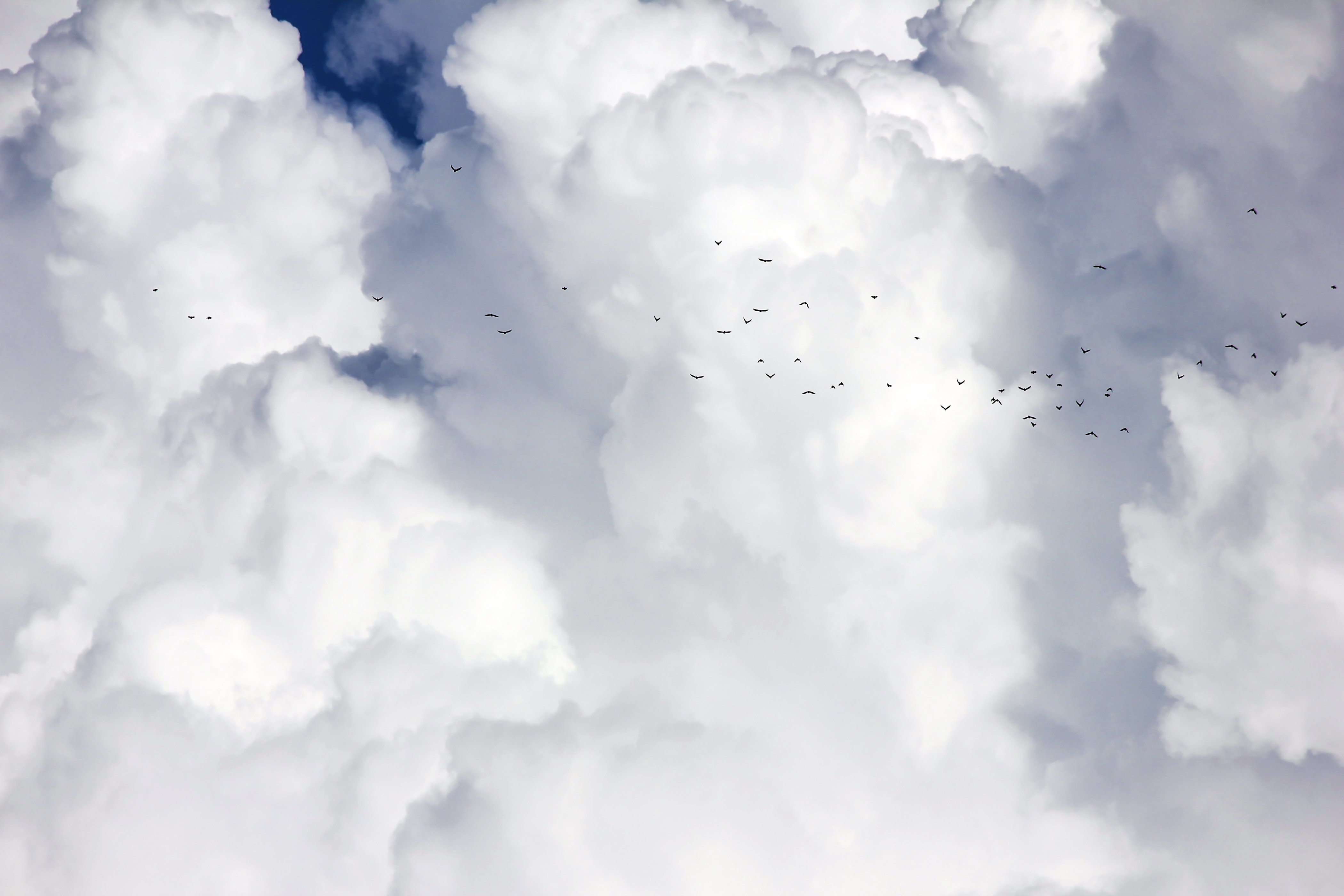 облака, пушистые облака, птицы, белые облака, кучевые облака, полет, полет птиц, небеса, небо, воздушный, красивый, небесный, Харланов Никита