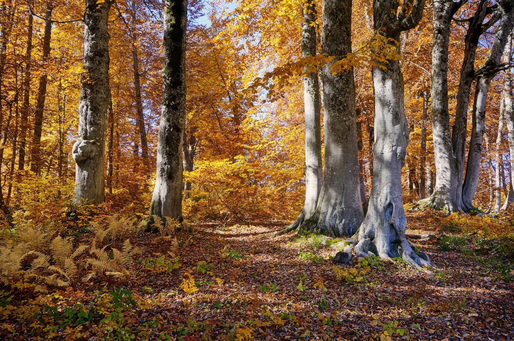 лес осень бук, Евгений Никишин
