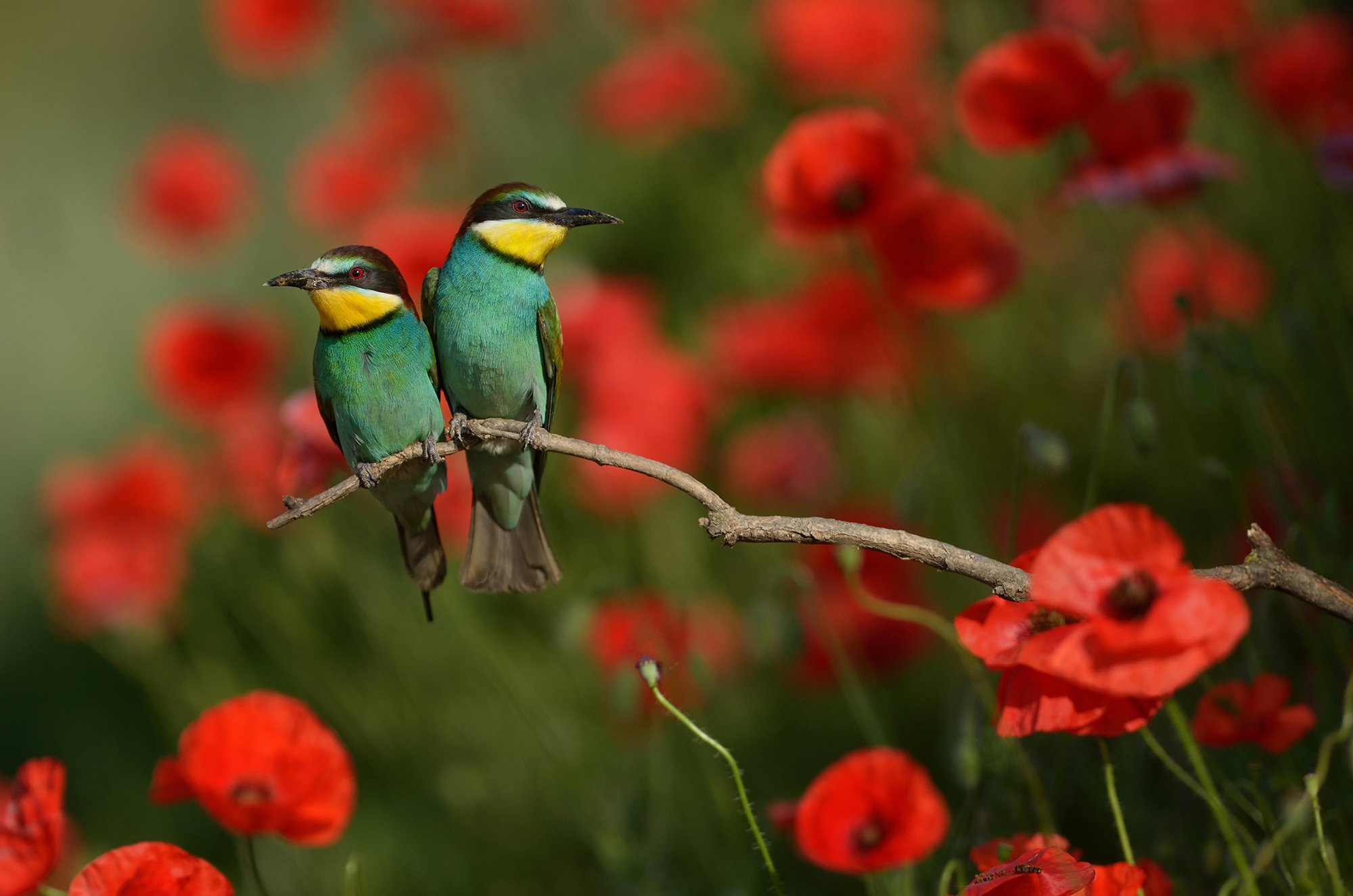 Bee-eater, Wildlife, Wildlife photography, Щурка, Radoslav Tsvetkov