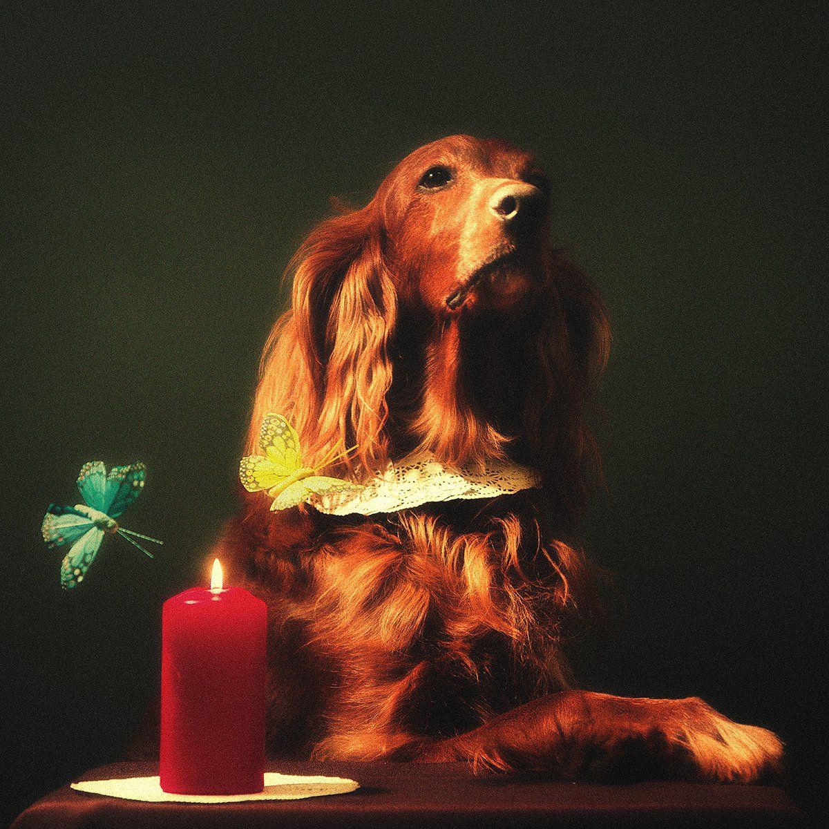 собака, арт, сеттер, ирландский, свеча, бабочки, портрет, , Константин