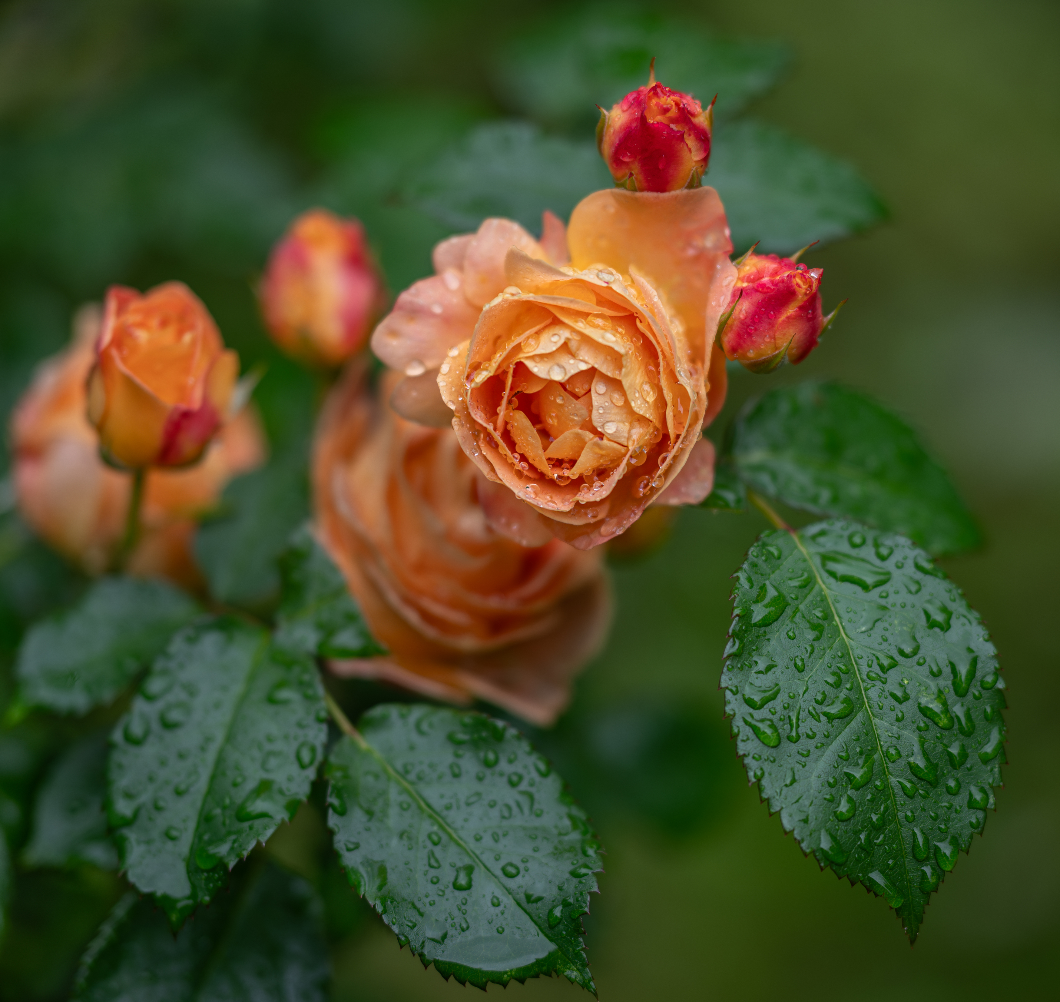 , Курлянцев Алексей