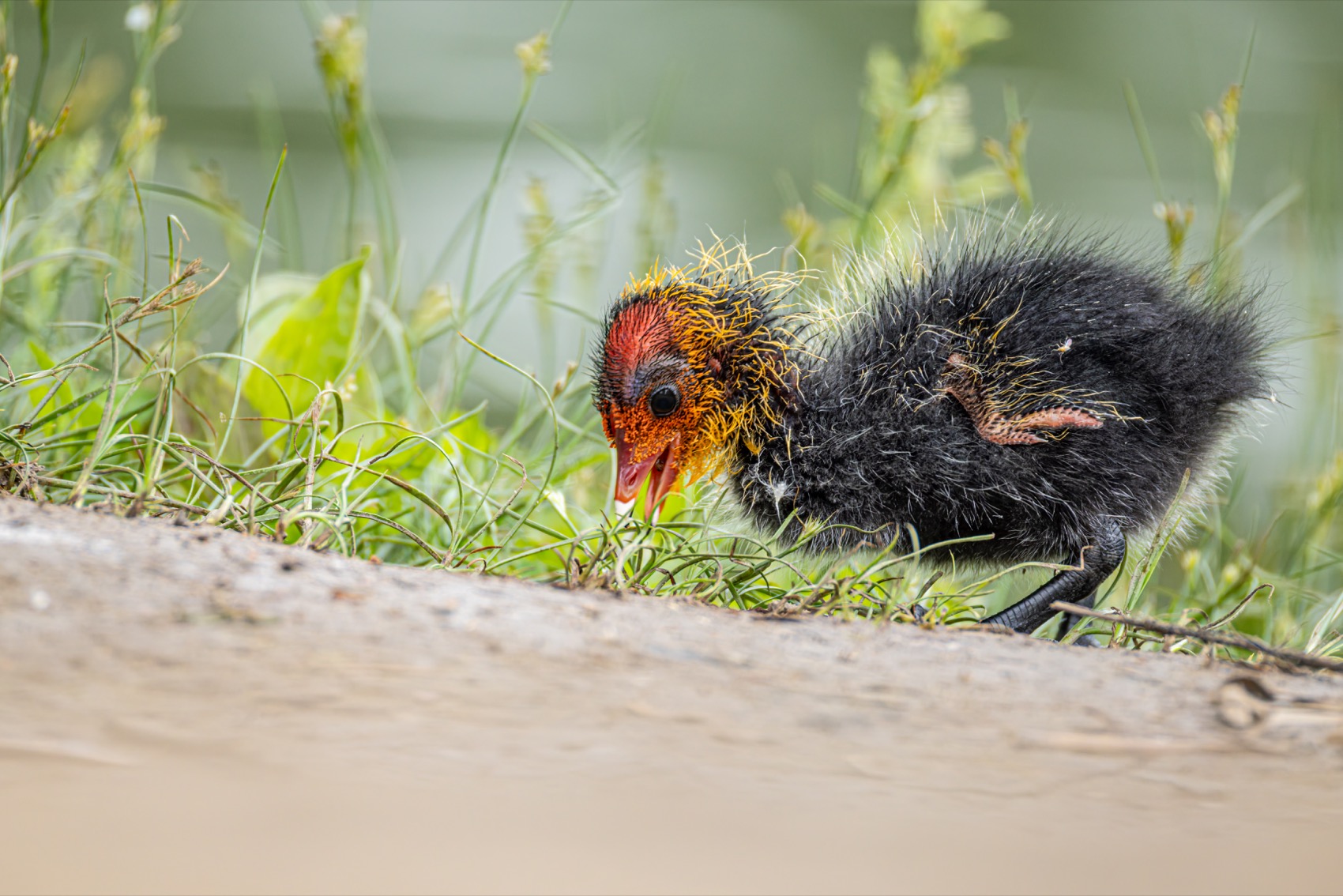 птицы, лысенок, лысуха, птенец, Руслан Pl