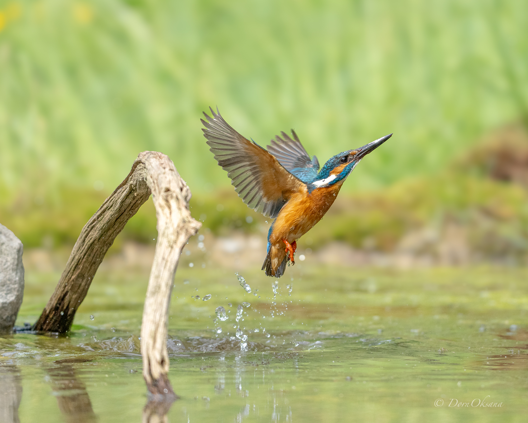 зимородок, птица, в, полете, kingfisher, bird, in, flight, Дорн Оксана