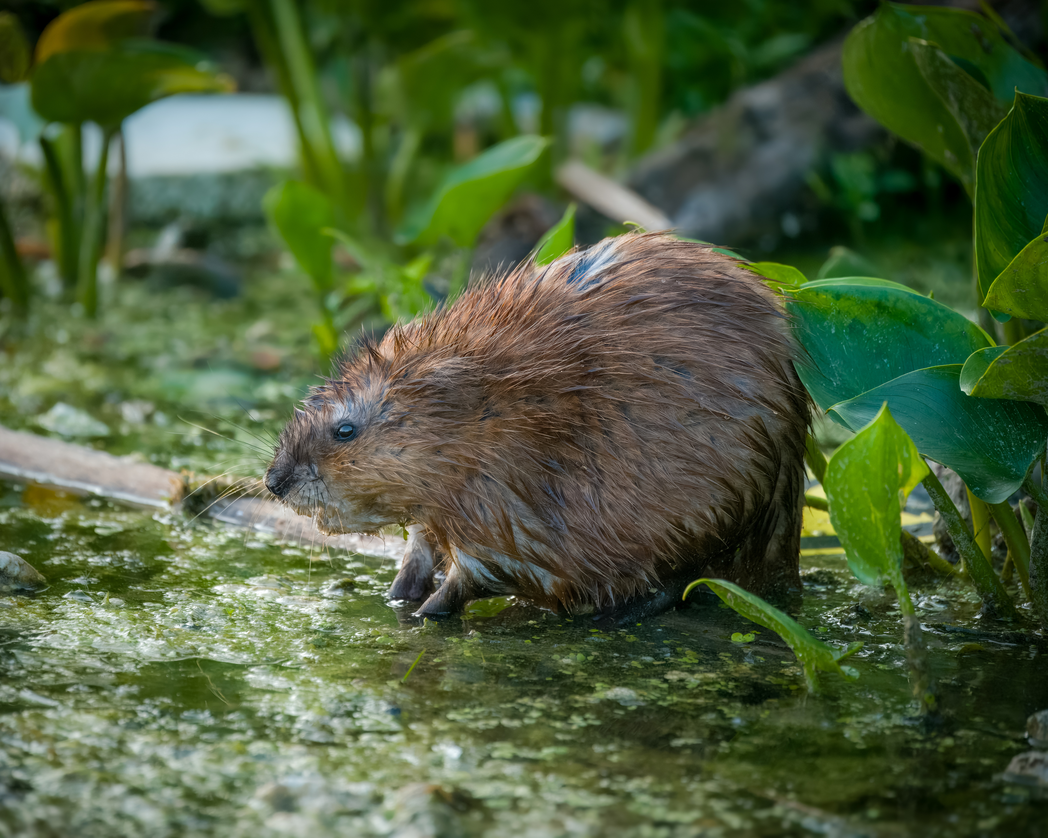 , Екатерина Дубровская