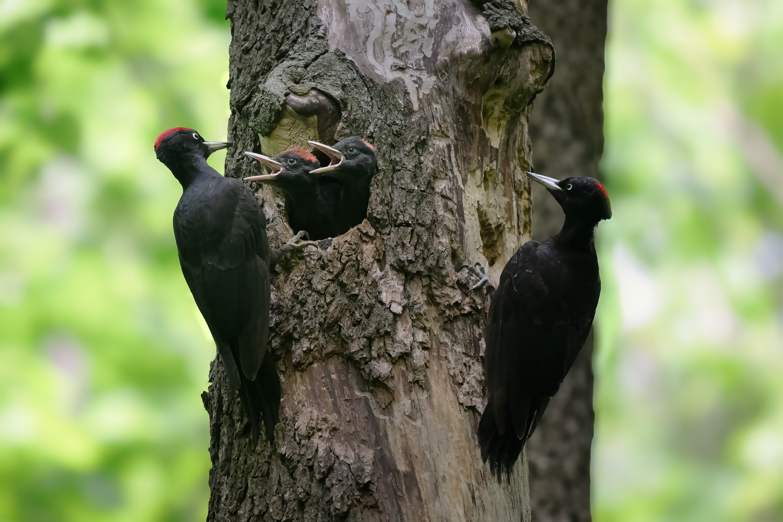 , Проценко Татьяна