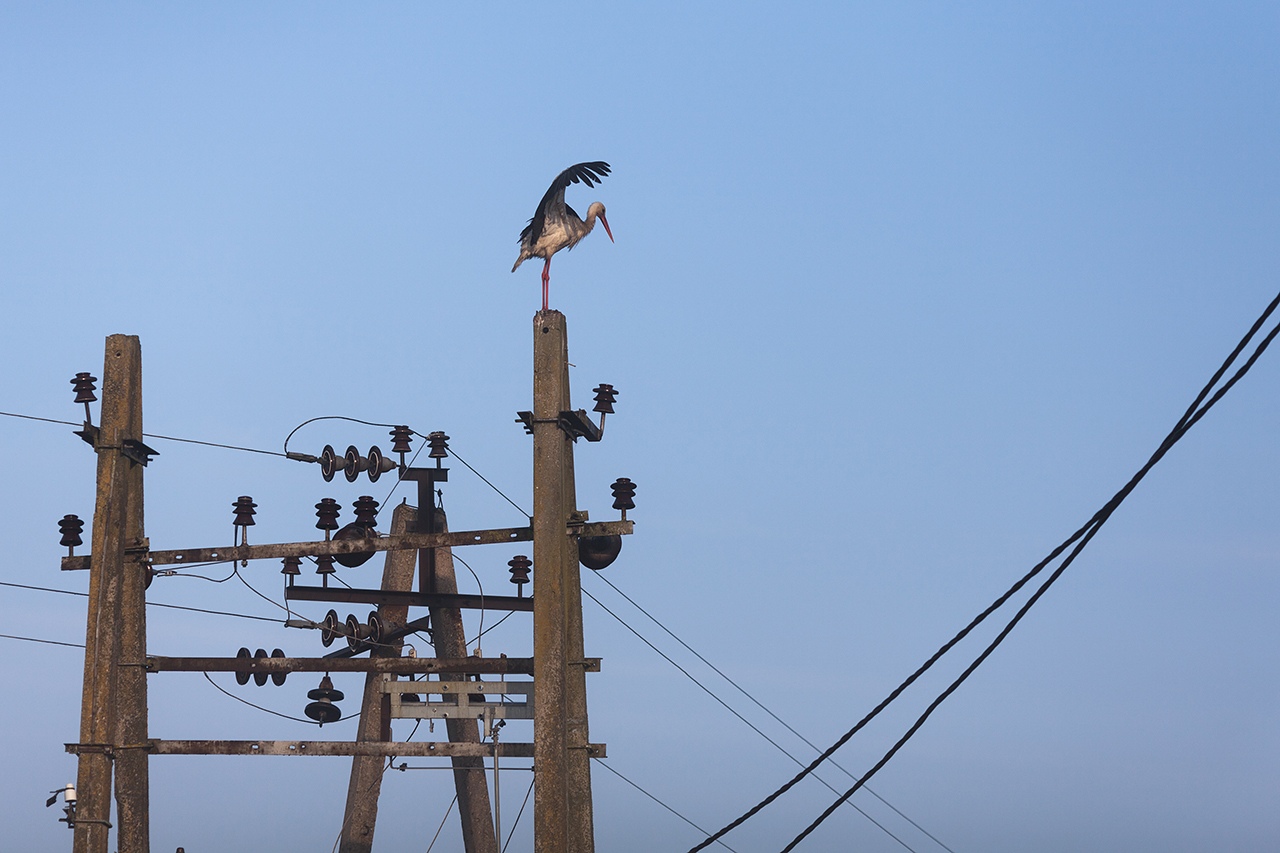 аист, калининградская область, Алексей Шамашов