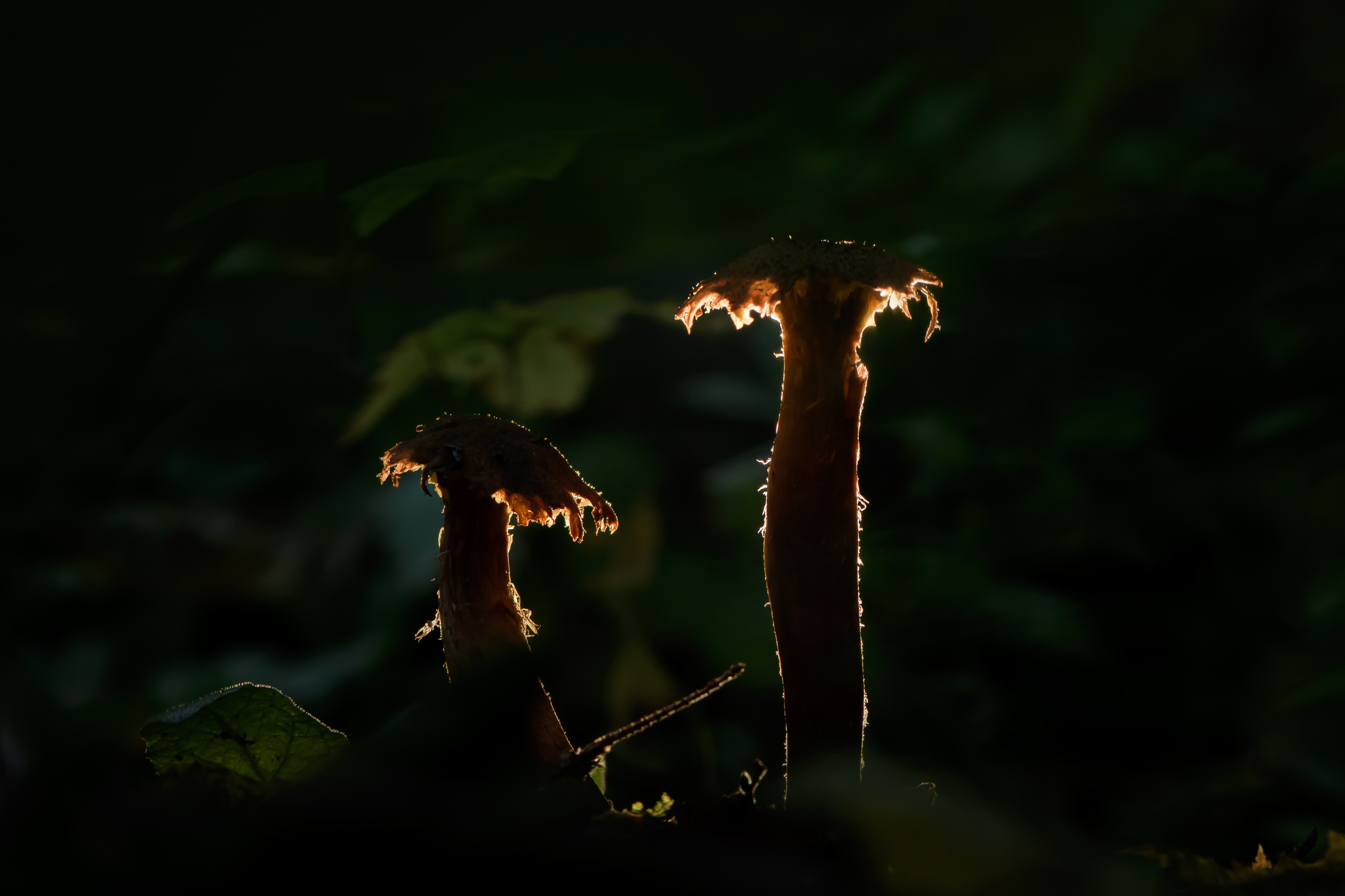 грибы, Соварцева Ксения