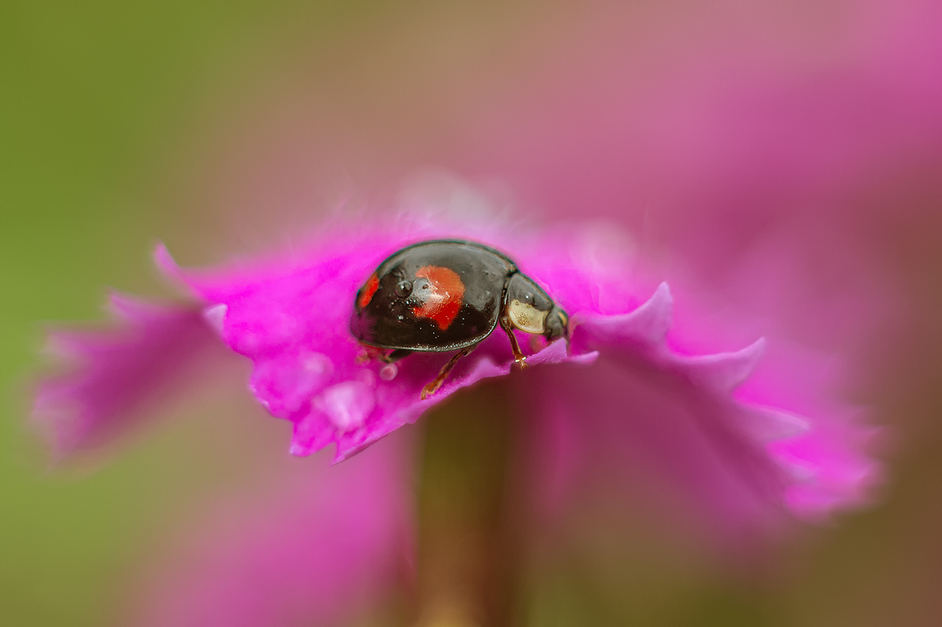 , Анатолий Зверев