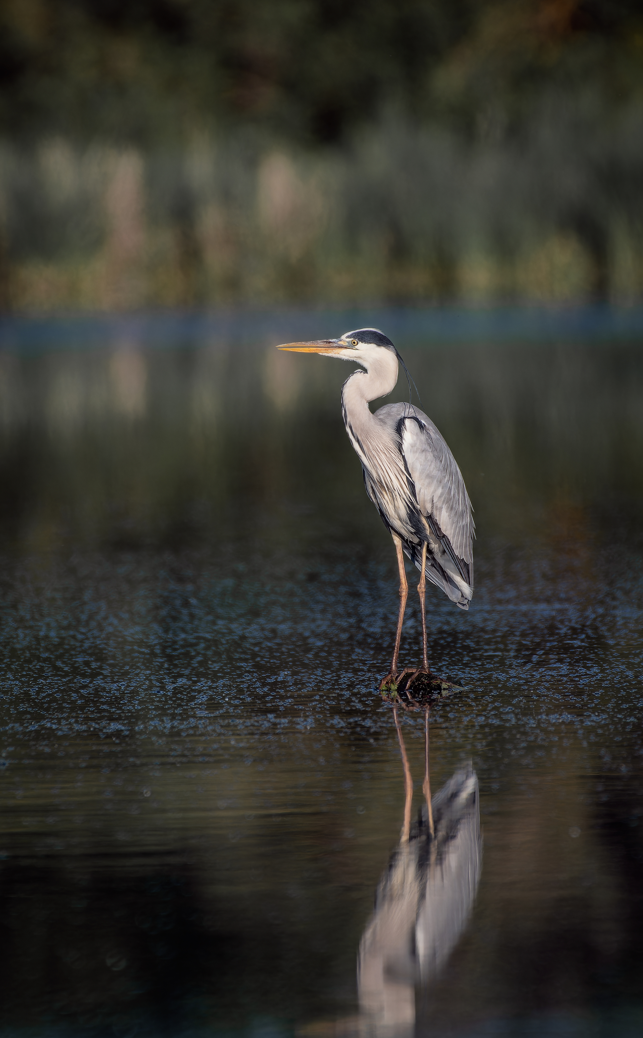 , Ширяев Константин