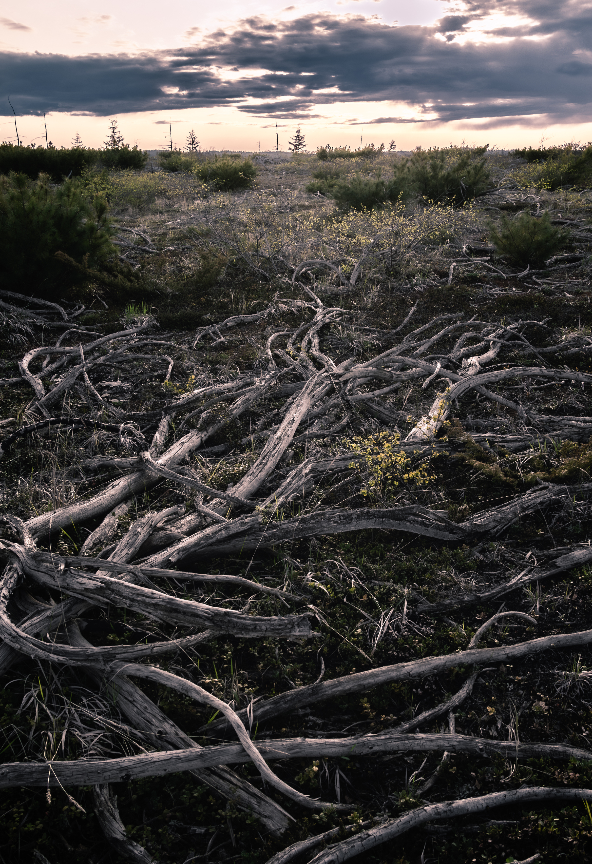 , Антон Сидоров