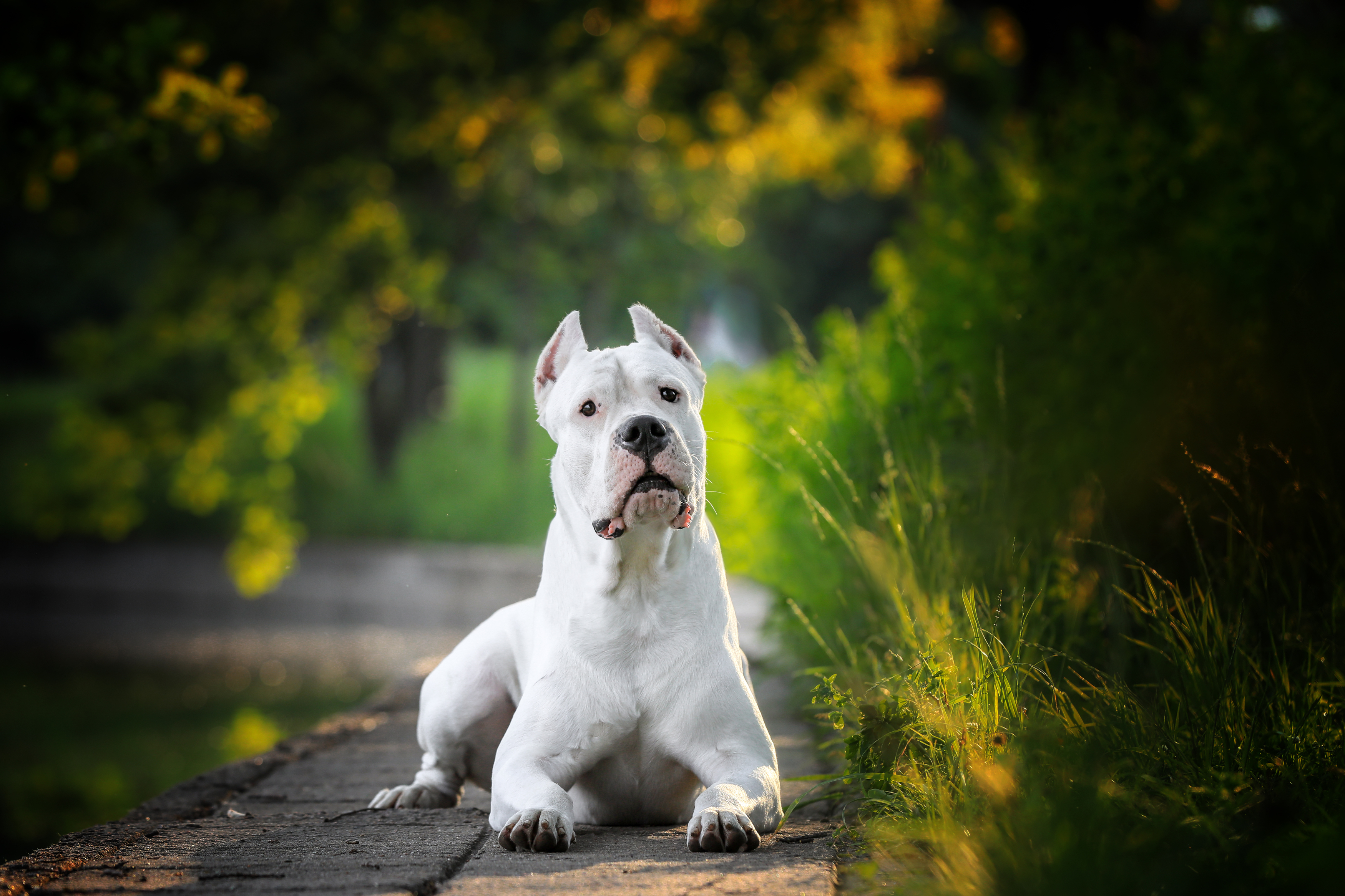 , Андрей Ершов