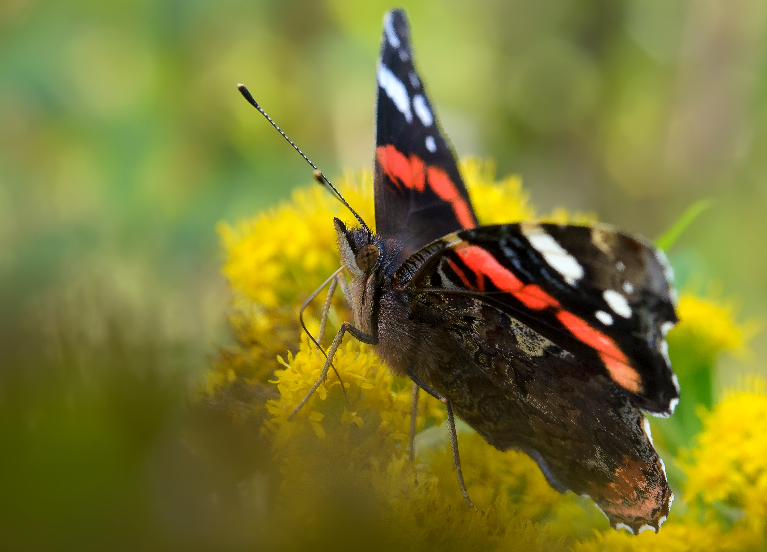 адмирал, vanessa atalanta, нимфалиды, nymphalidae, бабочка, Павел Черенков