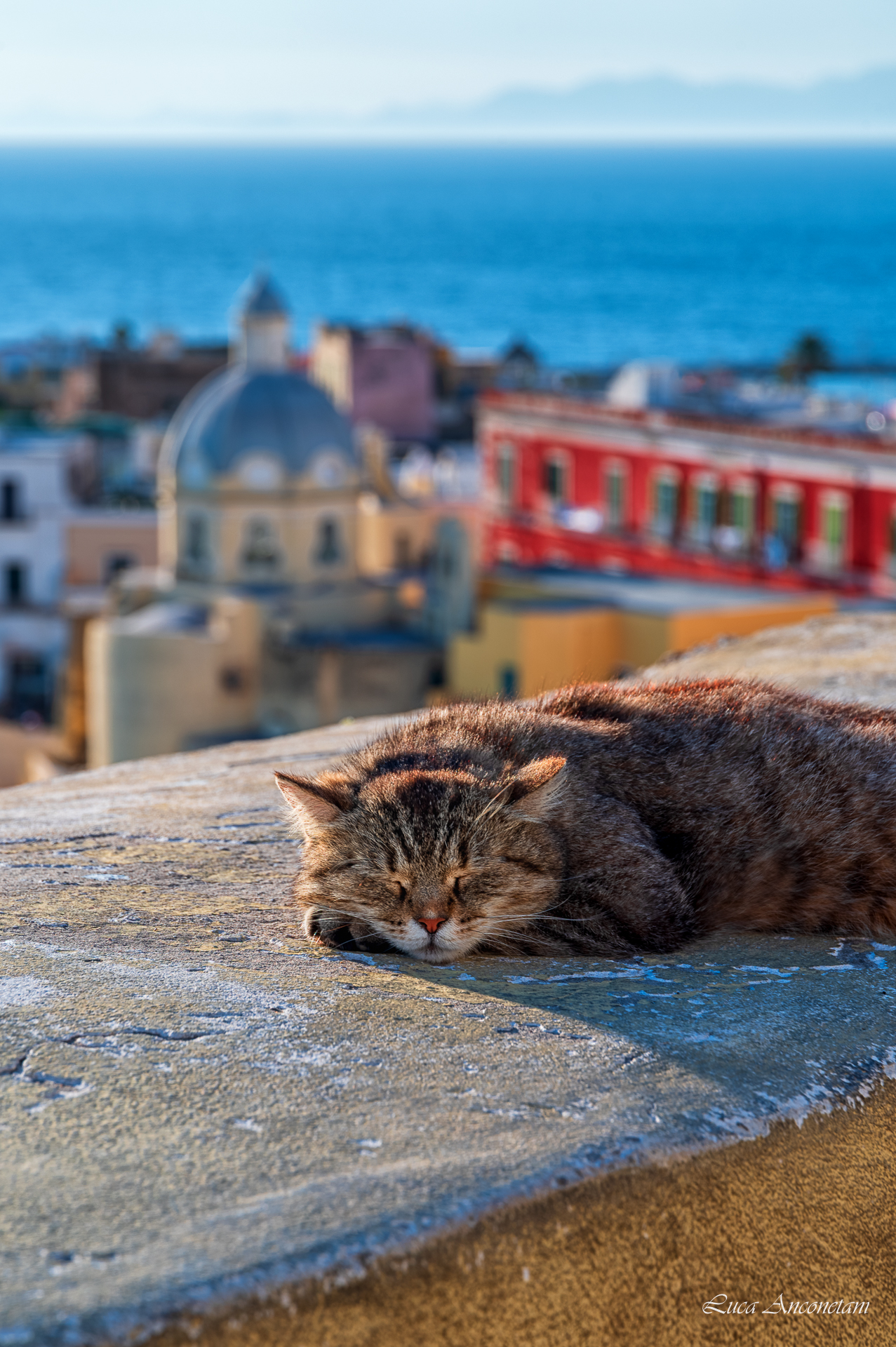 cat procida island italy campania village buildings sea boats travel, Anconetani Luca