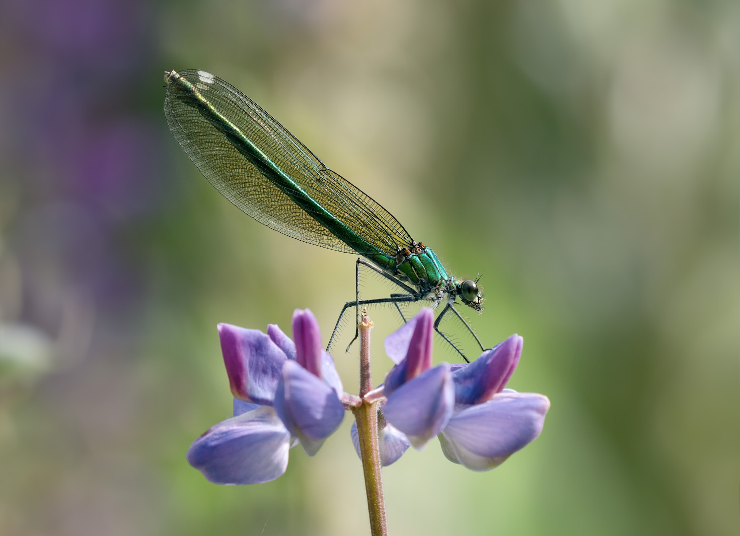 стрекоза., красотка, блестящая., самка., люпин, Александр Смолкин
