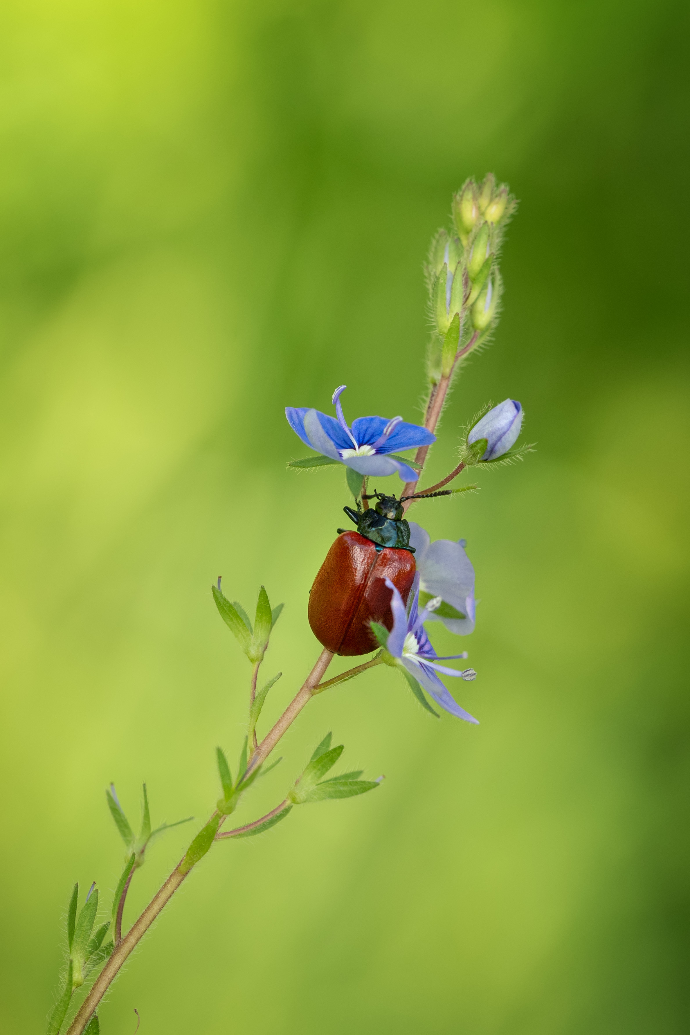 , Рагинская Ольга