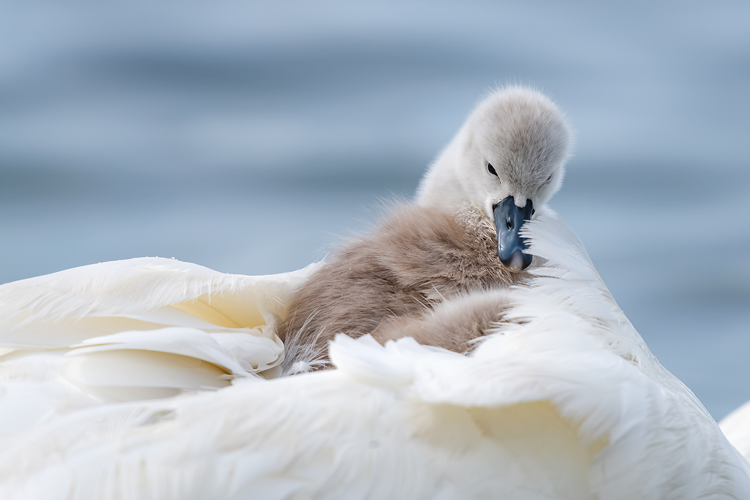 , Абросимов Александр