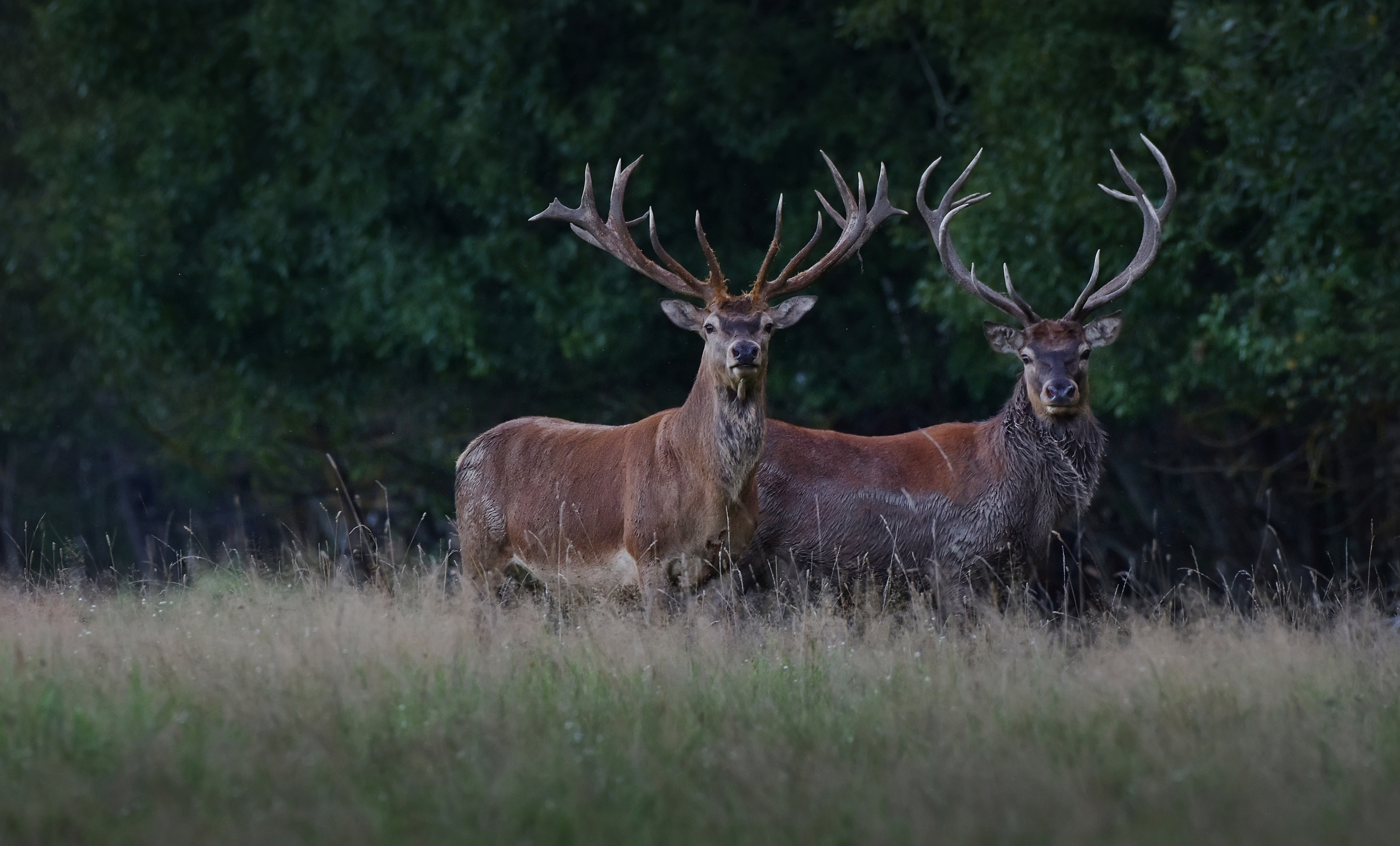 , Макеев Алексей