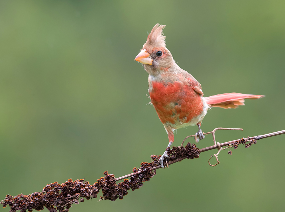 красный кардинал, northern cardinal, cardinal,кардинал, Etkind Elizabeth