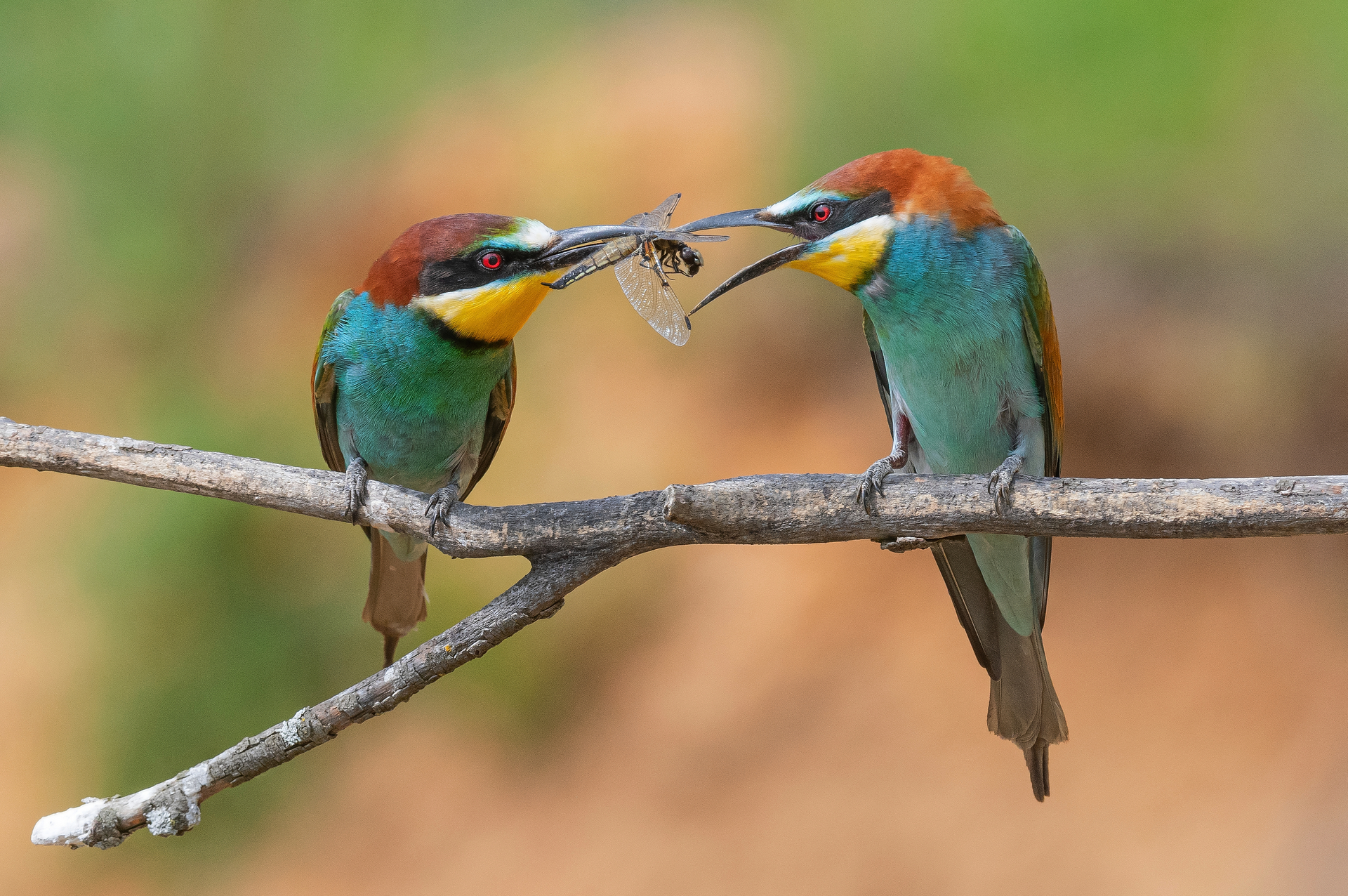 щурки, птицы, весна, лето, фотоохота, Сигушин Руслан