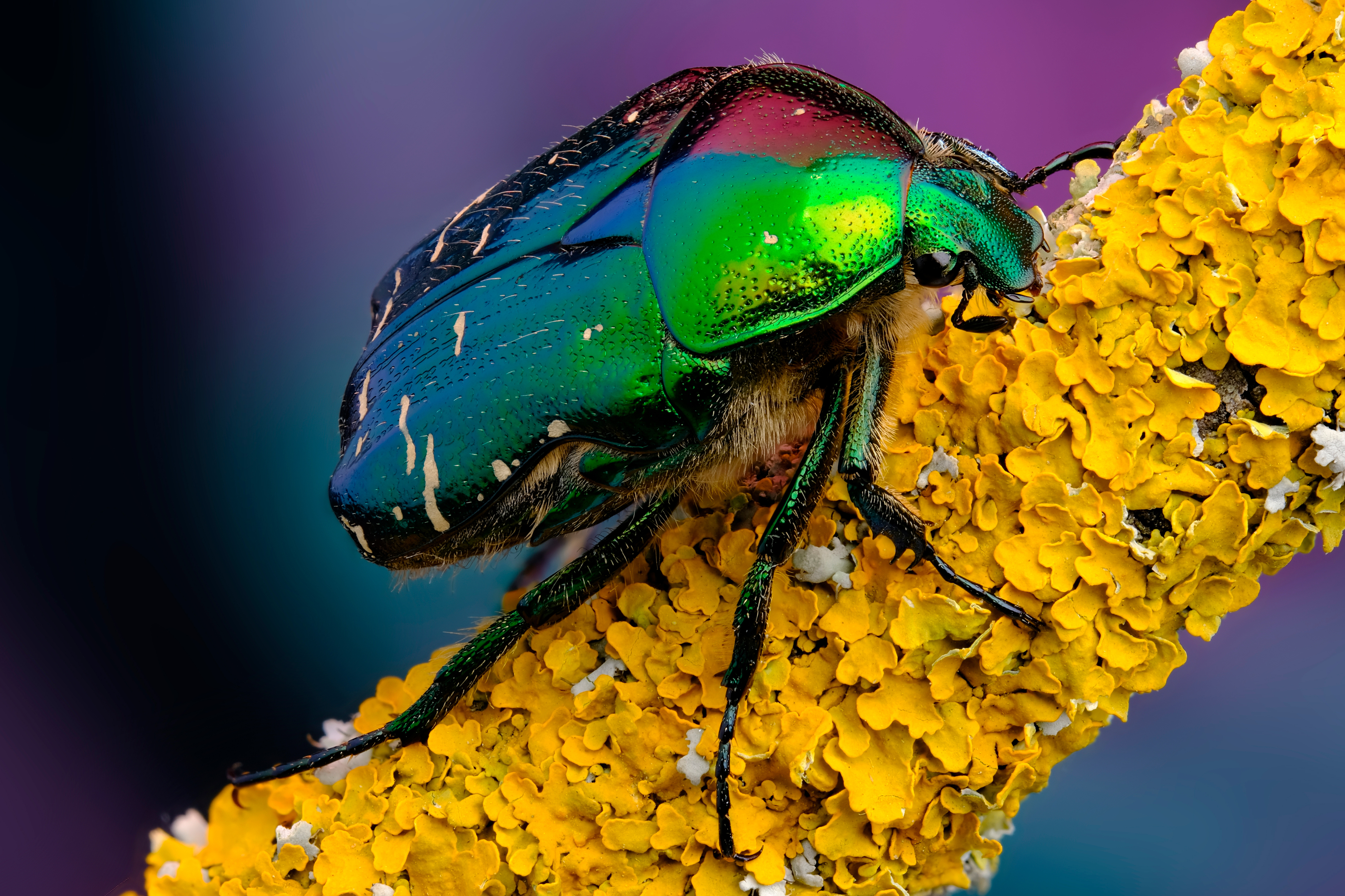 , Васильев Роман