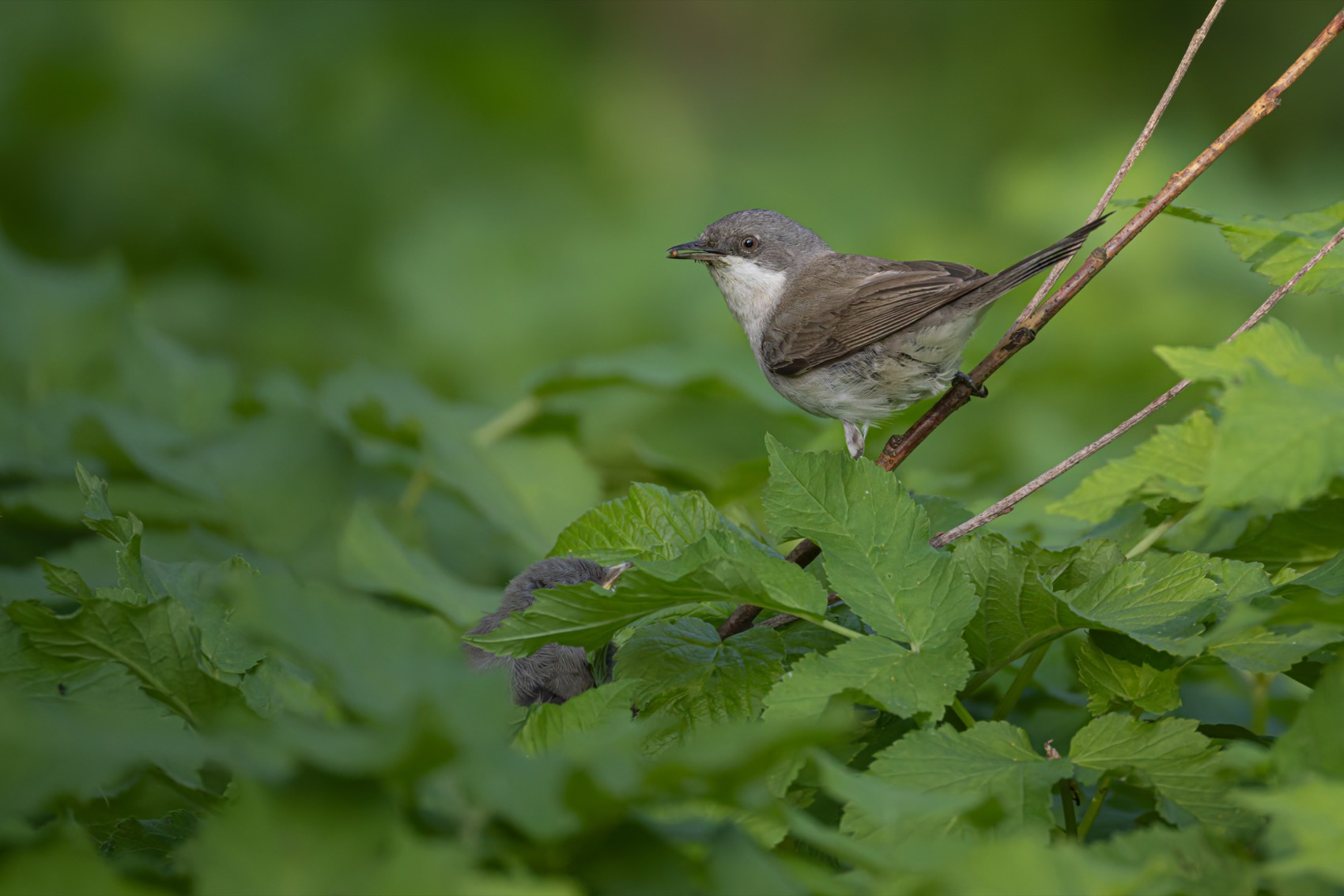 славка-завирушка, славка-мельничек, славка, птенец, птицы, Руслан Pl