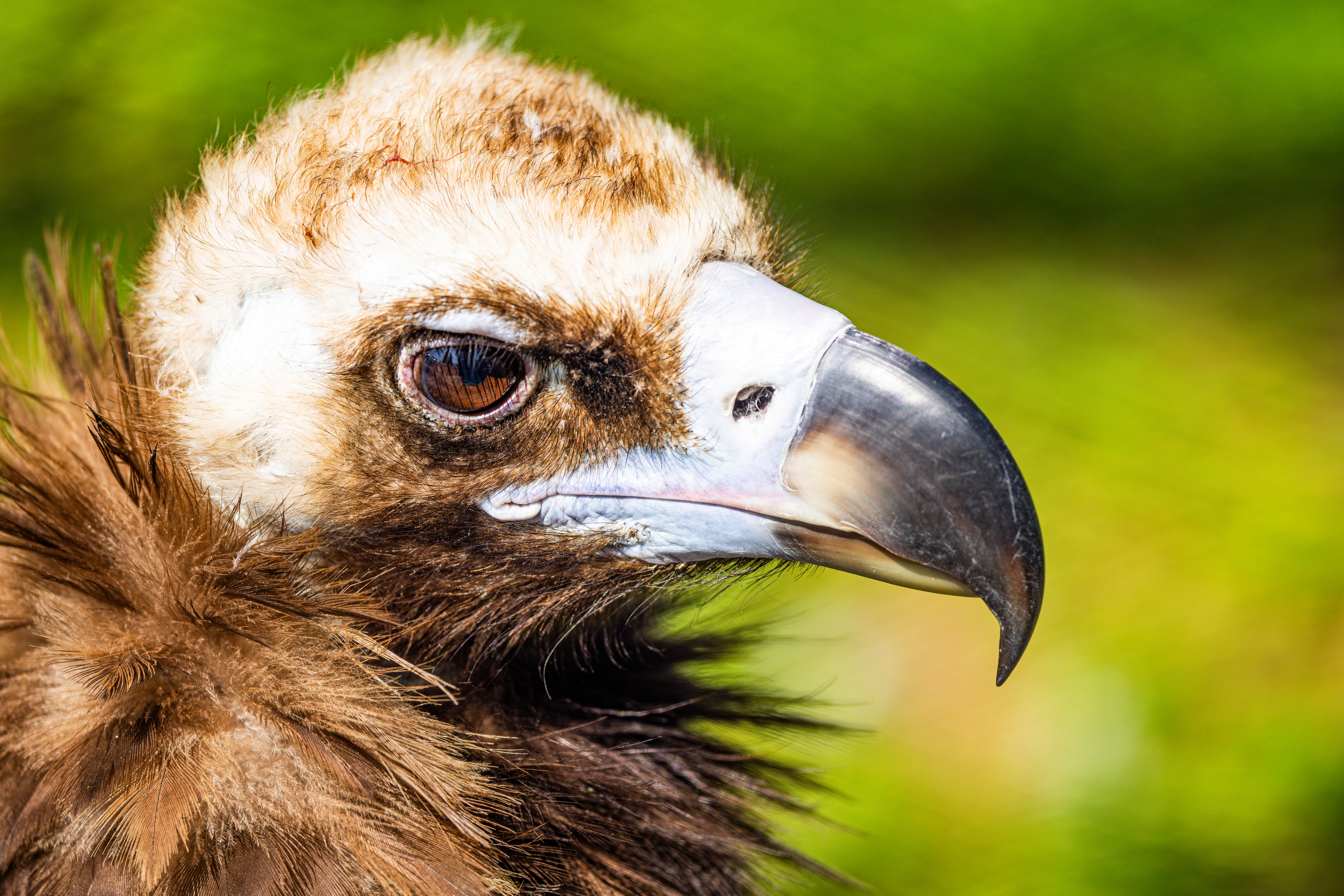 , Александр Шандов