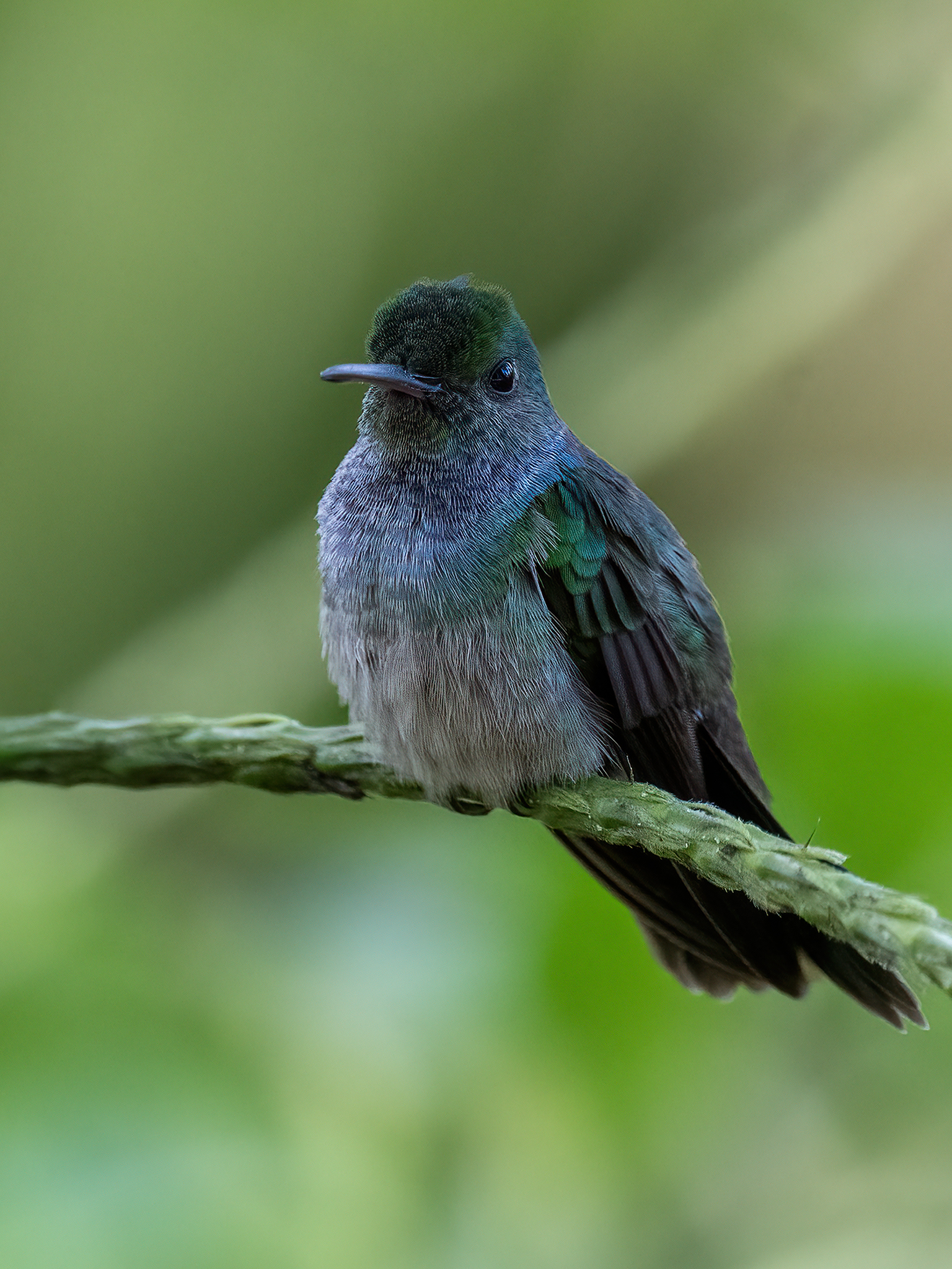 , Fernando Burgalin Sequeira