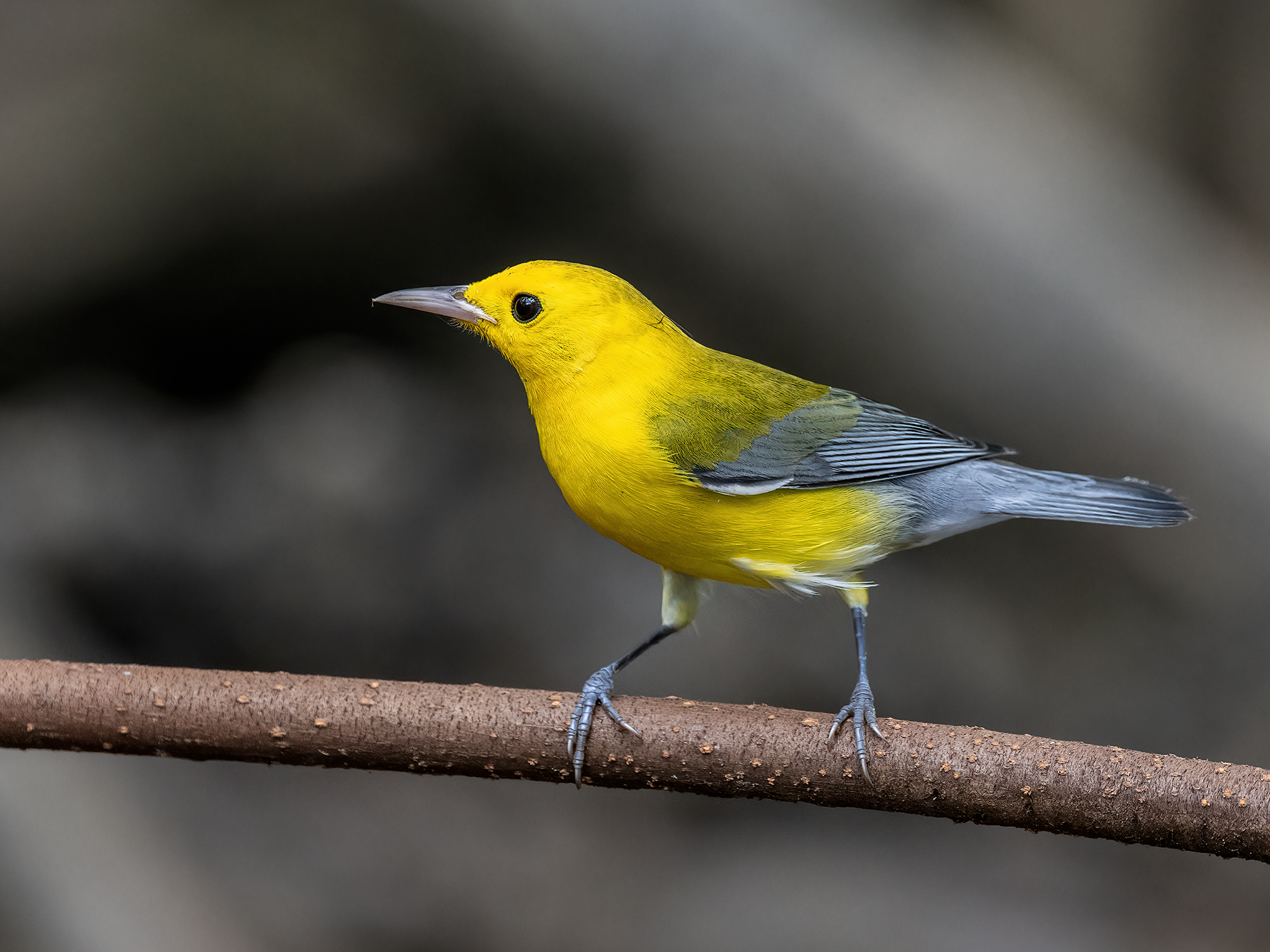 , Fernando Burgalin Sequeira