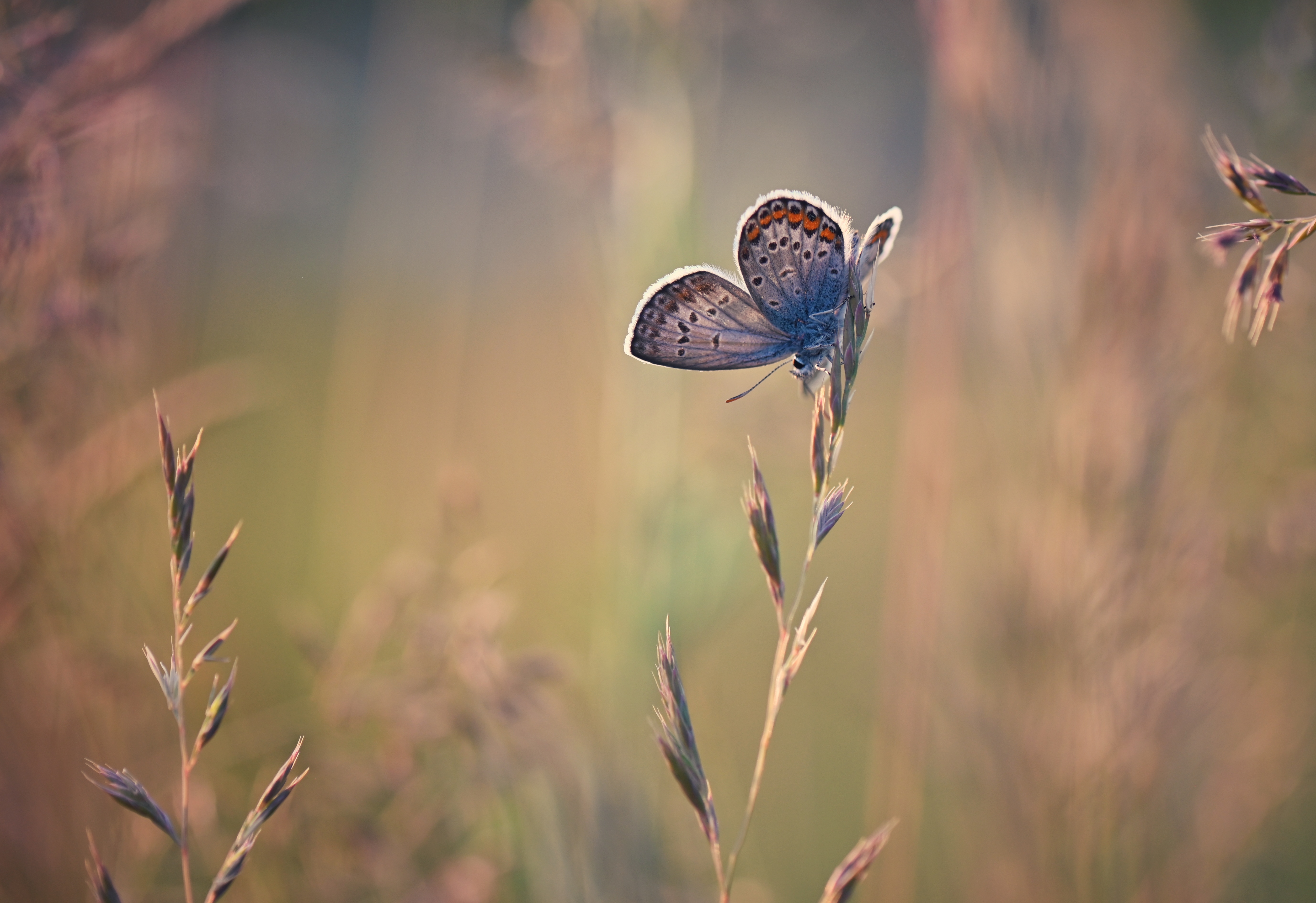 , Герчев Николай