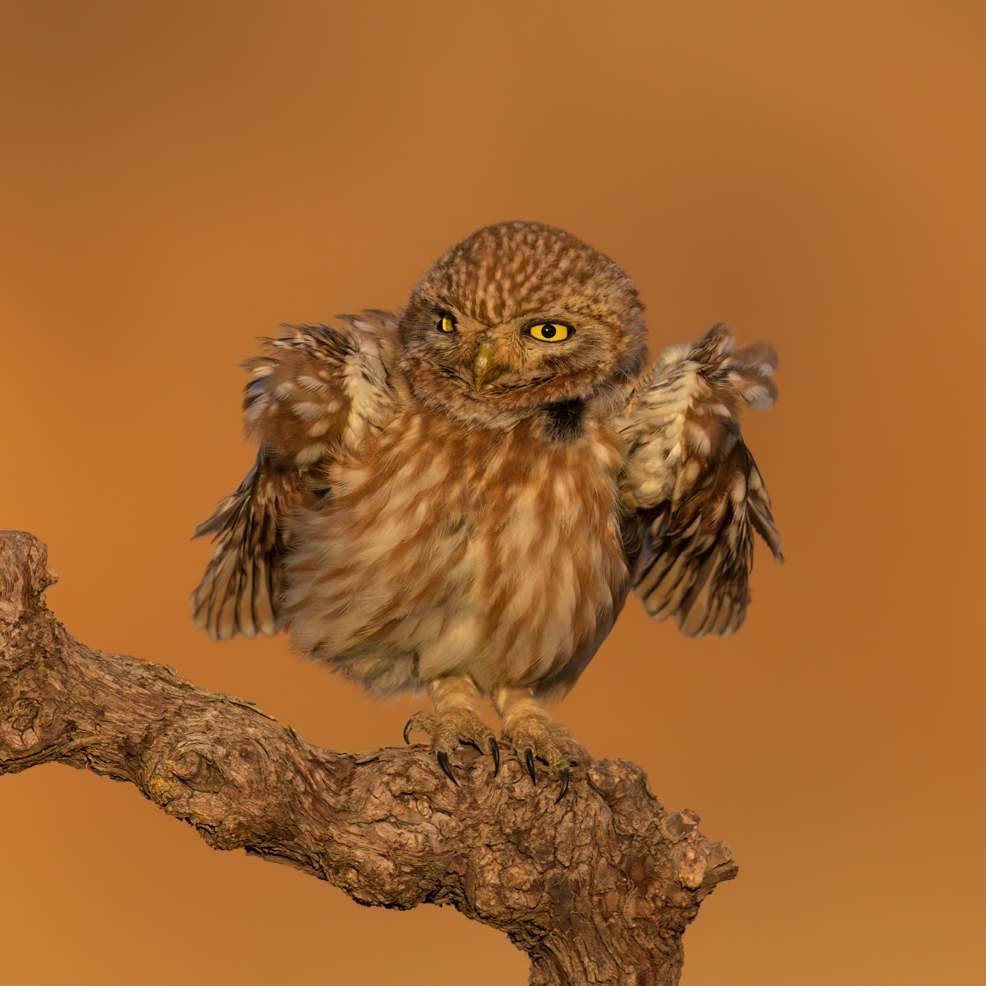 , Фруман Евгений