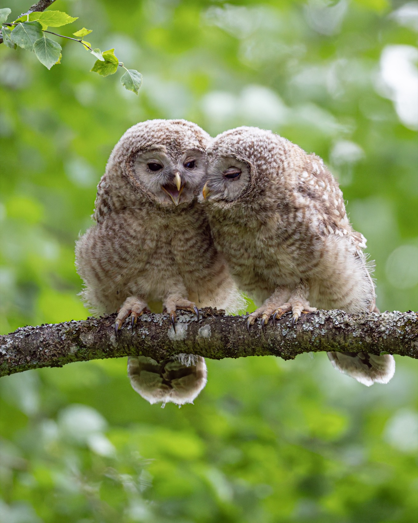 уральская неясыть, длиннохвостая неясыть, совенок, птицы, неясыть, Руслан Pl