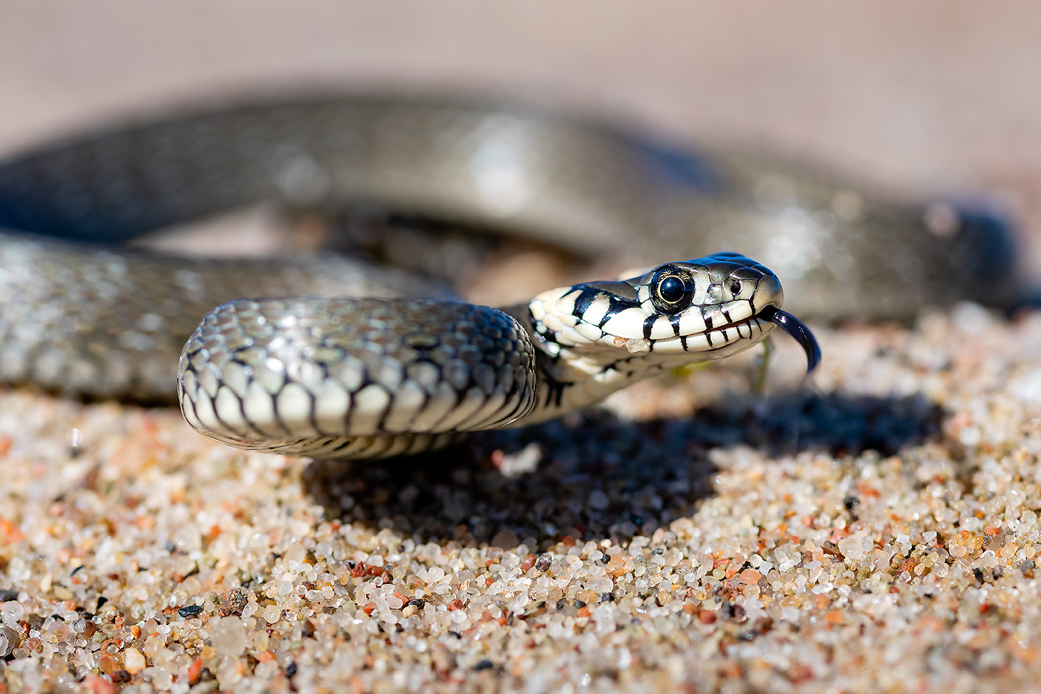 , Абросимов Александр
