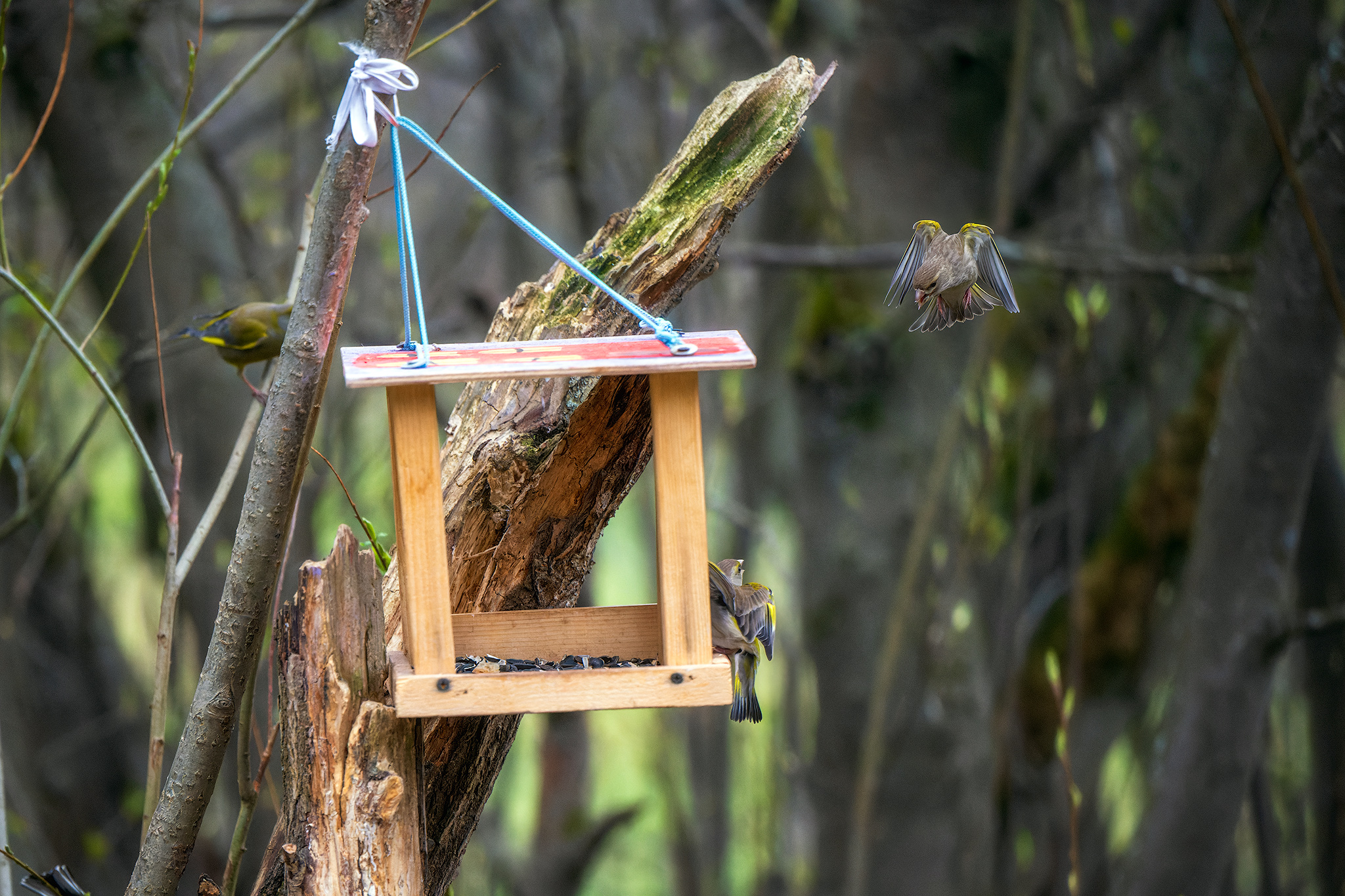 пермский край, птицы, фотоохота, природа, зеленушка, Кузнецов Кирилл